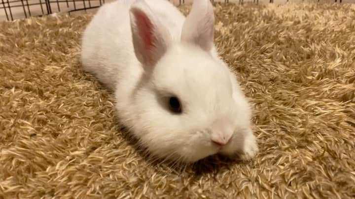 うー & なー ❤️ウチムラのインスタグラム：「* 甘えん坊ちゃん🤍 まだおチビで転倒が心配なので ラグのところでラビットサークル作ってみた♪ 楽しそう〜🐇✨ 早く大きくなぁれ〜！ 最近はiPhoneばっかりで撮ってる🧸📸」