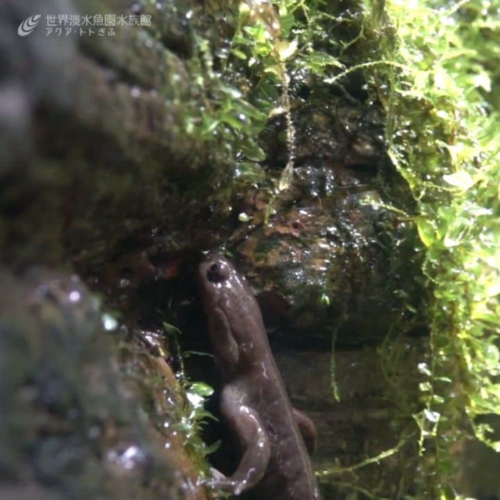 のインスタグラム：「クロサンショウウオが水槽壁面を登っていました。 残念ながら途中で落ちてしまいましたが、擬岩の岩場とはいえ、ほぼ垂直の場所を体をうまく使いながら登る様子をご覧ください。  ※早送りしていないものは公式youtubeでもご覧いただけます。 #アクアトト #アクアトトぎふ #アクアトト岐阜#aquarium#Japaneseblacksalamander#Hynobiusnigrescens」