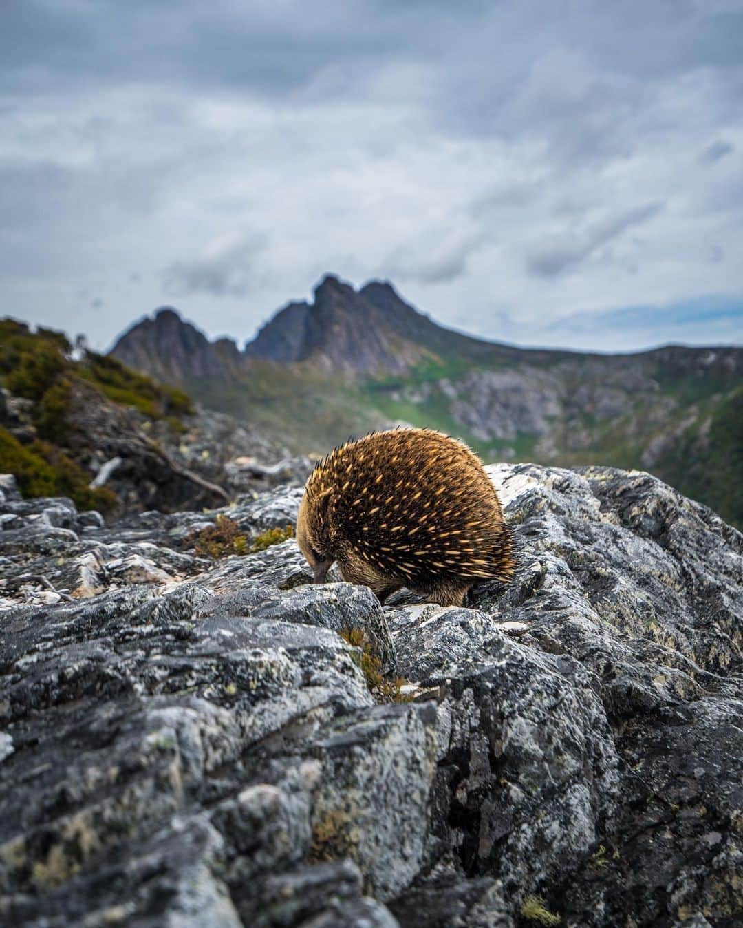 Australiaさんのインスタグラム写真 - (AustraliaInstagram)「Edward always insists on a table with a view when dining out 🦔 While hiking in #CradleMountainLakeStClairNationalPark in @tasmania, @paulstephen88 came across this cute #echidna hunting for ants. Not a bad spot for lunch, huh? The park is located smack bang in the middle of #Tasmania, and is easily accessible from the two main cities, #Hobart and #Launceston. Walking one of the many tracks or trails will give you majestic views like this one over alpine lakes and rugged mountains. What better reason to pull on those hiking boots? #seeaustralia #DiscoverTasmania #holidayherethisyear」1月24日 19時00分 - australia