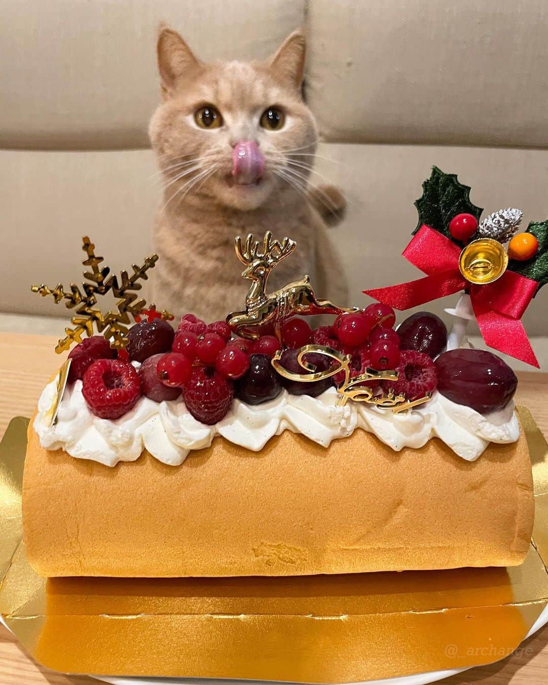 じゅらさんのインスタグラム写真 - (じゅらInstagram)「✩ 2020/12/25 Raru 4th Happy Birthday🎂🎉 昨年もクリスマス誕生日ボーイ🎄クリスマスに4歳になりました☺️💕頂いたクリスマスケーキでお祝い(飼い主用)🥂🍰 Raru's birthday is on Christmas, and He turned 4 last year on Christmas too🎁🎄 毎日お風呂で寝てるくらい、お風呂大好きならるくんです🛁そしてめちゃくちゃ喋ります🥺かわいー！Raru loves to take a bath and sleeps in the bath every day.🛁💤Raru also talks a lot and is very cute🗣💕 ・ YouTube▶️_archange_jura_ Twitter▶️ @jura_archange_ ・ #catsofinstagram#cats_of_instagram#instagood#catloversclub#petstagram#cutecatclub#ScottishFold#britishshorthair#Siberian#catoftheday#catsofinstagram#catsofworld#a_world_of_cats#instacats#cuteanimals#topcatphoto#instacat_meows#고양이#lioncat#スコティッシュフォールド#ブリティッシュショートヘア#サイベリアン#adorable#lioncat#猫#旅猫#baby#fluffy#trip#birthday#4th#誕生日」1月24日 19時13分 - _archange_