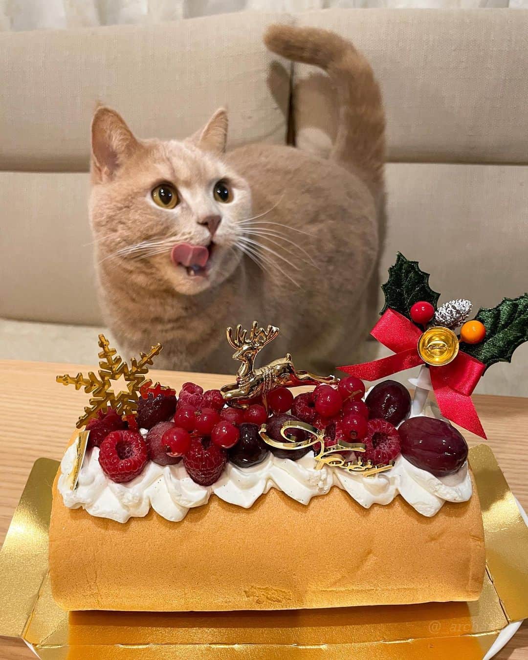 じゅらさんのインスタグラム写真 - (じゅらInstagram)「✩ 2020/12/25 Raru 4th Happy Birthday🎂🎉 昨年もクリスマス誕生日ボーイ🎄クリスマスに4歳になりました☺️💕頂いたクリスマスケーキでお祝い(飼い主用)🥂🍰 Raru's birthday is on Christmas, and He turned 4 last year on Christmas too🎁🎄 毎日お風呂で寝てるくらい、お風呂大好きならるくんです🛁そしてめちゃくちゃ喋ります🥺かわいー！Raru loves to take a bath and sleeps in the bath every day.🛁💤Raru also talks a lot and is very cute🗣💕 ・ YouTube▶️_archange_jura_ Twitter▶️ @jura_archange_ ・ #catsofinstagram#cats_of_instagram#instagood#catloversclub#petstagram#cutecatclub#ScottishFold#britishshorthair#Siberian#catoftheday#catsofinstagram#catsofworld#a_world_of_cats#instacats#cuteanimals#topcatphoto#instacat_meows#고양이#lioncat#スコティッシュフォールド#ブリティッシュショートヘア#サイベリアン#adorable#lioncat#猫#旅猫#baby#fluffy#trip#birthday#4th#誕生日」1月24日 19時13分 - _archange_