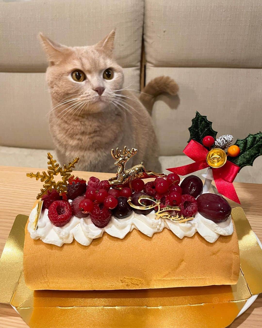 じゅらさんのインスタグラム写真 - (じゅらInstagram)「✩ 2020/12/25 Raru 4th Happy Birthday🎂🎉 昨年もクリスマス誕生日ボーイ🎄クリスマスに4歳になりました☺️💕頂いたクリスマスケーキでお祝い(飼い主用)🥂🍰 Raru's birthday is on Christmas, and He turned 4 last year on Christmas too🎁🎄 毎日お風呂で寝てるくらい、お風呂大好きならるくんです🛁そしてめちゃくちゃ喋ります🥺かわいー！Raru loves to take a bath and sleeps in the bath every day.🛁💤Raru also talks a lot and is very cute🗣💕 ・ YouTube▶️_archange_jura_ Twitter▶️ @jura_archange_ ・ #catsofinstagram#cats_of_instagram#instagood#catloversclub#petstagram#cutecatclub#ScottishFold#britishshorthair#Siberian#catoftheday#catsofinstagram#catsofworld#a_world_of_cats#instacats#cuteanimals#topcatphoto#instacat_meows#고양이#lioncat#スコティッシュフォールド#ブリティッシュショートヘア#サイベリアン#adorable#lioncat#猫#旅猫#baby#fluffy#trip#birthday#4th#誕生日」1月24日 19時13分 - _archange_