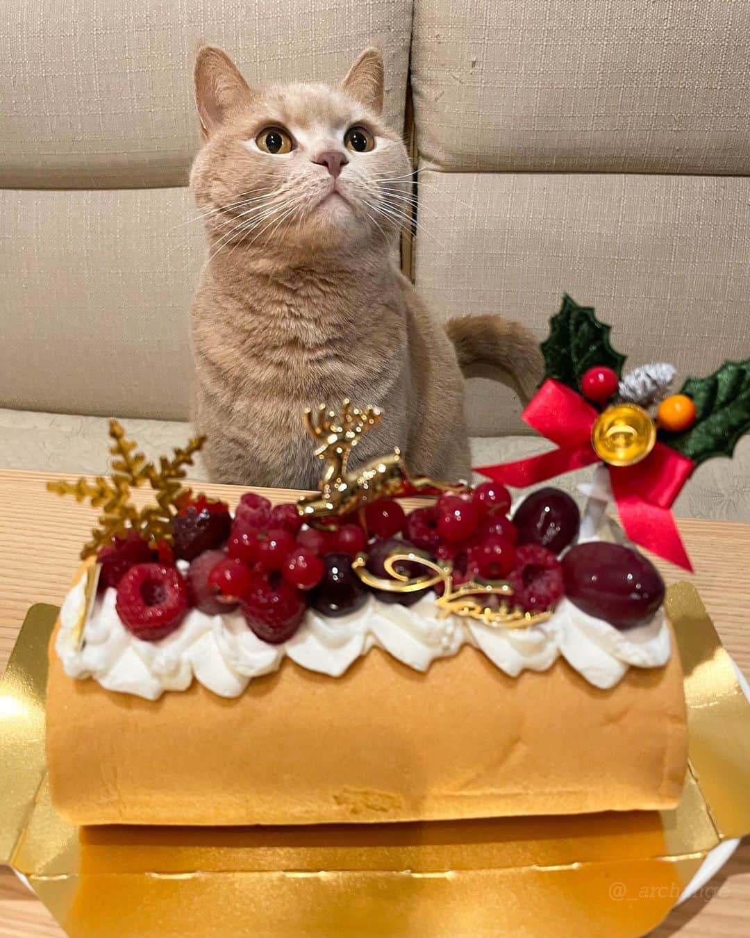 じゅらさんのインスタグラム写真 - (じゅらInstagram)「✩ 2020/12/25 Raru 4th Happy Birthday🎂🎉 昨年もクリスマス誕生日ボーイ🎄クリスマスに4歳になりました☺️💕頂いたクリスマスケーキでお祝い(飼い主用)🥂🍰 Raru's birthday is on Christmas, and He turned 4 last year on Christmas too🎁🎄 毎日お風呂で寝てるくらい、お風呂大好きならるくんです🛁そしてめちゃくちゃ喋ります🥺かわいー！Raru loves to take a bath and sleeps in the bath every day.🛁💤Raru also talks a lot and is very cute🗣💕 ・ YouTube▶️_archange_jura_ Twitter▶️ @jura_archange_ ・ #catsofinstagram#cats_of_instagram#instagood#catloversclub#petstagram#cutecatclub#ScottishFold#britishshorthair#Siberian#catoftheday#catsofinstagram#catsofworld#a_world_of_cats#instacats#cuteanimals#topcatphoto#instacat_meows#고양이#lioncat#スコティッシュフォールド#ブリティッシュショートヘア#サイベリアン#adorable#lioncat#猫#旅猫#baby#fluffy#trip#birthday#4th#誕生日」1月24日 19時13分 - _archange_