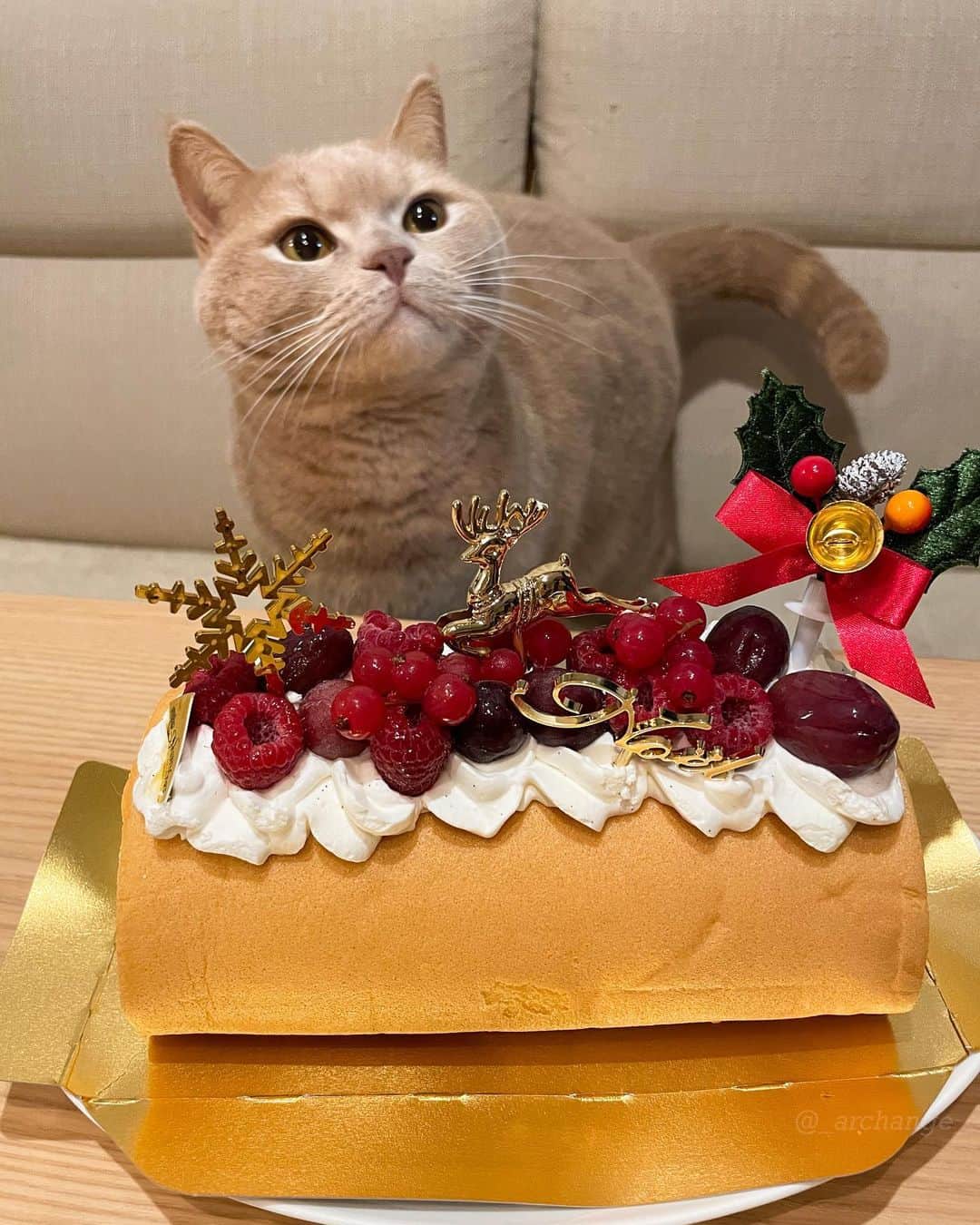 じゅらさんのインスタグラム写真 - (じゅらInstagram)「✩ 2020/12/25 Raru 4th Happy Birthday🎂🎉 昨年もクリスマス誕生日ボーイ🎄クリスマスに4歳になりました☺️💕頂いたクリスマスケーキでお祝い(飼い主用)🥂🍰 Raru's birthday is on Christmas, and He turned 4 last year on Christmas too🎁🎄 毎日お風呂で寝てるくらい、お風呂大好きならるくんです🛁そしてめちゃくちゃ喋ります🥺かわいー！Raru loves to take a bath and sleeps in the bath every day.🛁💤Raru also talks a lot and is very cute🗣💕 ・ YouTube▶️_archange_jura_ Twitter▶️ @jura_archange_ ・ #catsofinstagram#cats_of_instagram#instagood#catloversclub#petstagram#cutecatclub#ScottishFold#britishshorthair#Siberian#catoftheday#catsofinstagram#catsofworld#a_world_of_cats#instacats#cuteanimals#topcatphoto#instacat_meows#고양이#lioncat#スコティッシュフォールド#ブリティッシュショートヘア#サイベリアン#adorable#lioncat#猫#旅猫#baby#fluffy#trip#birthday#4th#誕生日」1月24日 19時13分 - _archange_