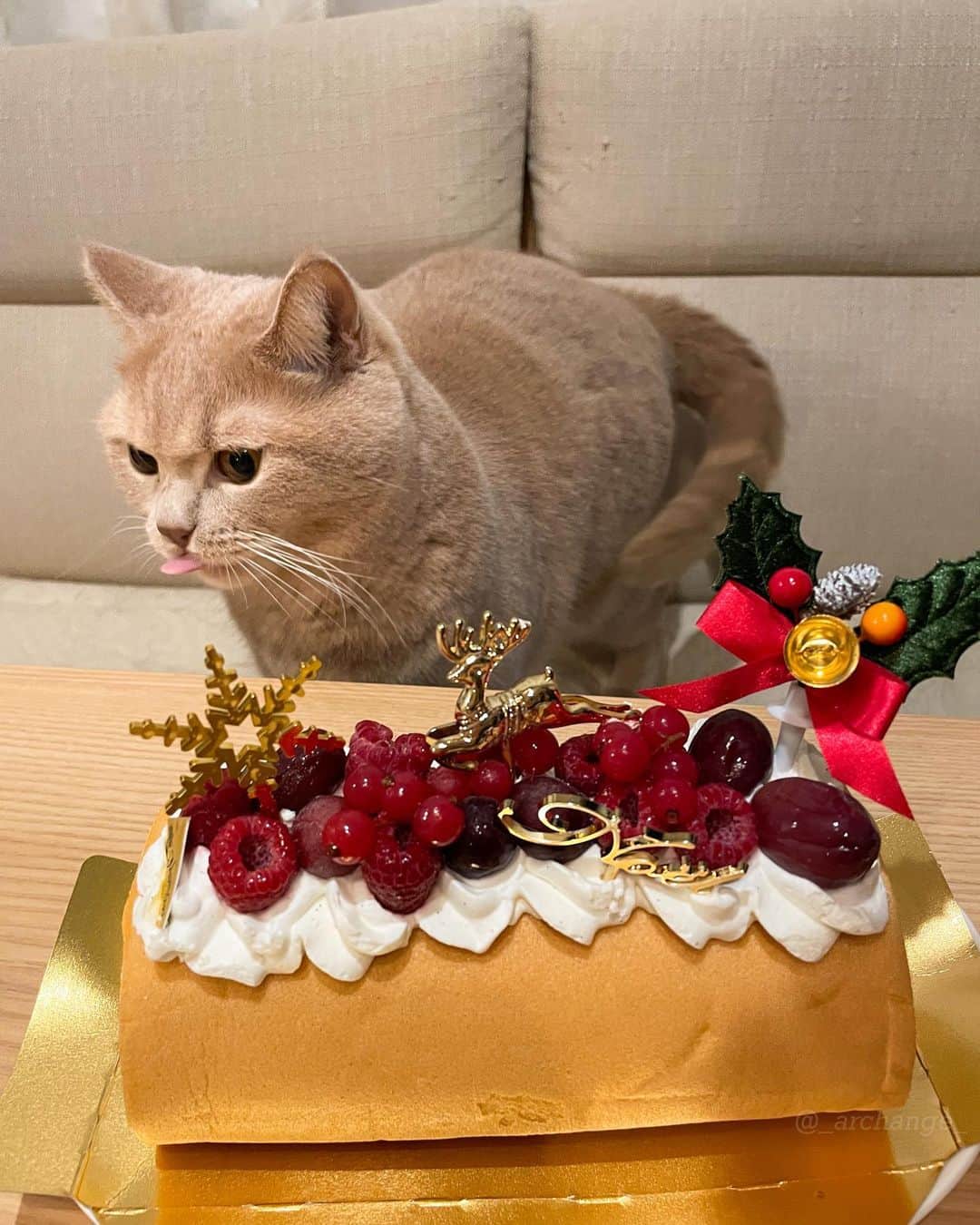 じゅらさんのインスタグラム写真 - (じゅらInstagram)「✩ 2020/12/25 Raru 4th Happy Birthday🎂🎉 昨年もクリスマス誕生日ボーイ🎄クリスマスに4歳になりました☺️💕頂いたクリスマスケーキでお祝い(飼い主用)🥂🍰 Raru's birthday is on Christmas, and He turned 4 last year on Christmas too🎁🎄 毎日お風呂で寝てるくらい、お風呂大好きならるくんです🛁そしてめちゃくちゃ喋ります🥺かわいー！Raru loves to take a bath and sleeps in the bath every day.🛁💤Raru also talks a lot and is very cute🗣💕 ・ YouTube▶️_archange_jura_ Twitter▶️ @jura_archange_ ・ #catsofinstagram#cats_of_instagram#instagood#catloversclub#petstagram#cutecatclub#ScottishFold#britishshorthair#Siberian#catoftheday#catsofinstagram#catsofworld#a_world_of_cats#instacats#cuteanimals#topcatphoto#instacat_meows#고양이#lioncat#スコティッシュフォールド#ブリティッシュショートヘア#サイベリアン#adorable#lioncat#猫#旅猫#baby#fluffy#trip#birthday#4th#誕生日」1月24日 19時13分 - _archange_