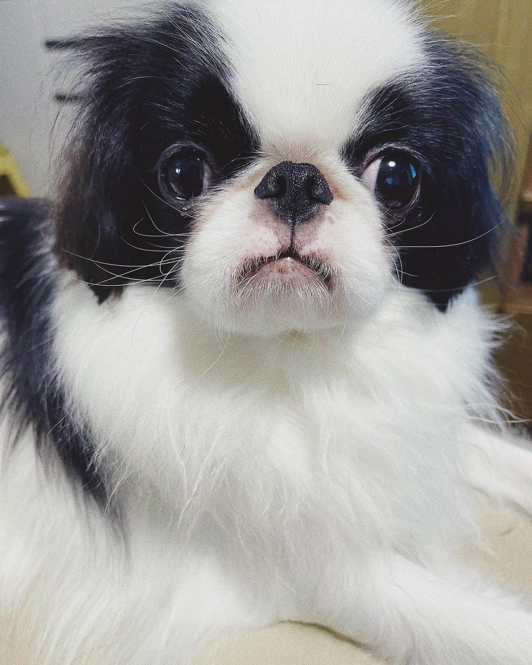 juntowaのインスタグラム：「いその、ショートカットにしたよ。#似合う ？#ショートヘア」