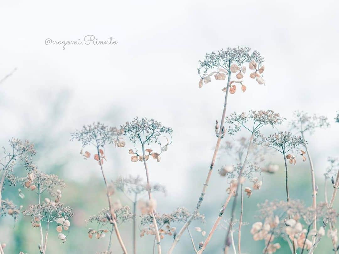 花の写真館のインスタグラム：「Photo by @nozomi.rinnto.⠀ https://instagram.com/nozomi.rinnto/⠀ .⠀ Original Post[投稿いただいたURL]⠀ https://www.instagram.com/p/B7xDs0tgM9n/⠀ .⠀ 本アカウントは、 #私の花の写真 をつけてInstagramに投稿された皆さまの花の写真や、「花の写真館」Facebookページで投稿された花の写真を紹介します。⠀ 「花の写真館」Facebookページは、「 @floral.photograph 」のプロフィールにあるURLからご覧ください。⠀ .⠀ ※各自、政府、自治体など公的機関の指示に従った行動をお願いします。⠀⠀ 東京カメラ部および分室では、写真を「見る楽しみ」を提供することを通して、微力ながら皆様にわずかな時間でも癒しをお届けしたいと思っております。⠀ ※本アカウントは東京カメラ部がFacebook、Instagramのサービスを利用して運営しているもので、Facebook社・Instagramとは一切関係ありません。⠀ .⠀ #花の写真館 #floralphotograph #floralphoto #flower #flowers⠀ Follow: @floral.photograph」