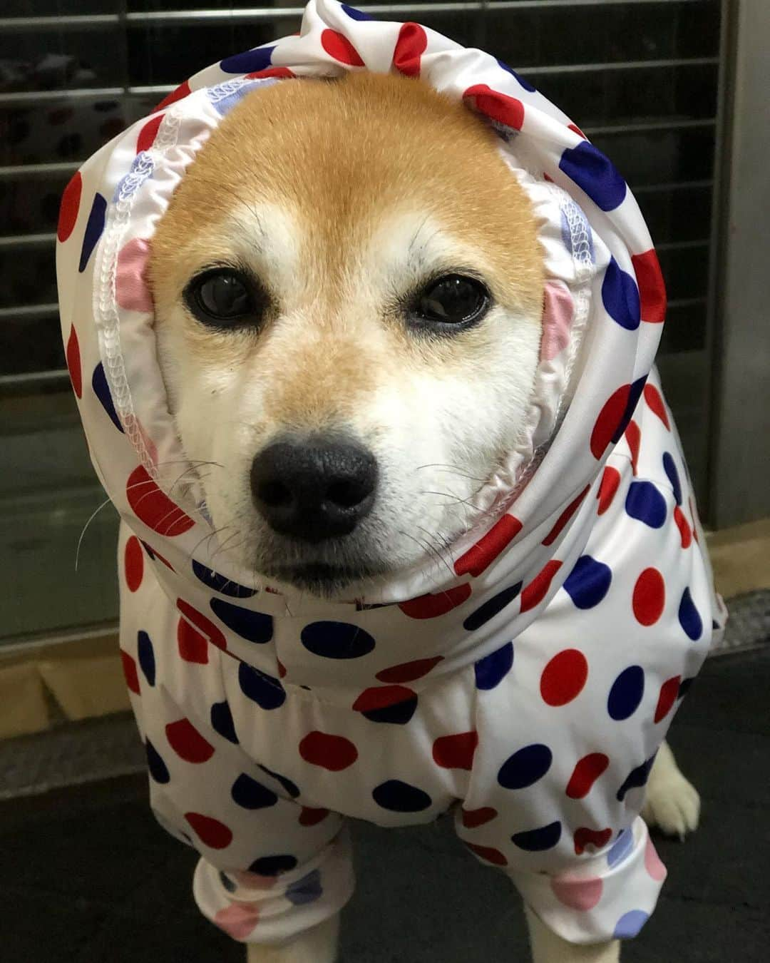 くるみさんのインスタグラム写真 - (くるみInstagram)「.  久しぶりの雨さんぽ☔️ @verytokyo さんのカッパは 顔もカバーできて完璧なのですが  . . #滲み出るアリクイ感 #アリクイ柴 #散歩にスマホ忘れて #アリクイ感の横向き写真がない #加齢😎」1月24日 19時39分 - kurukurukurumi222