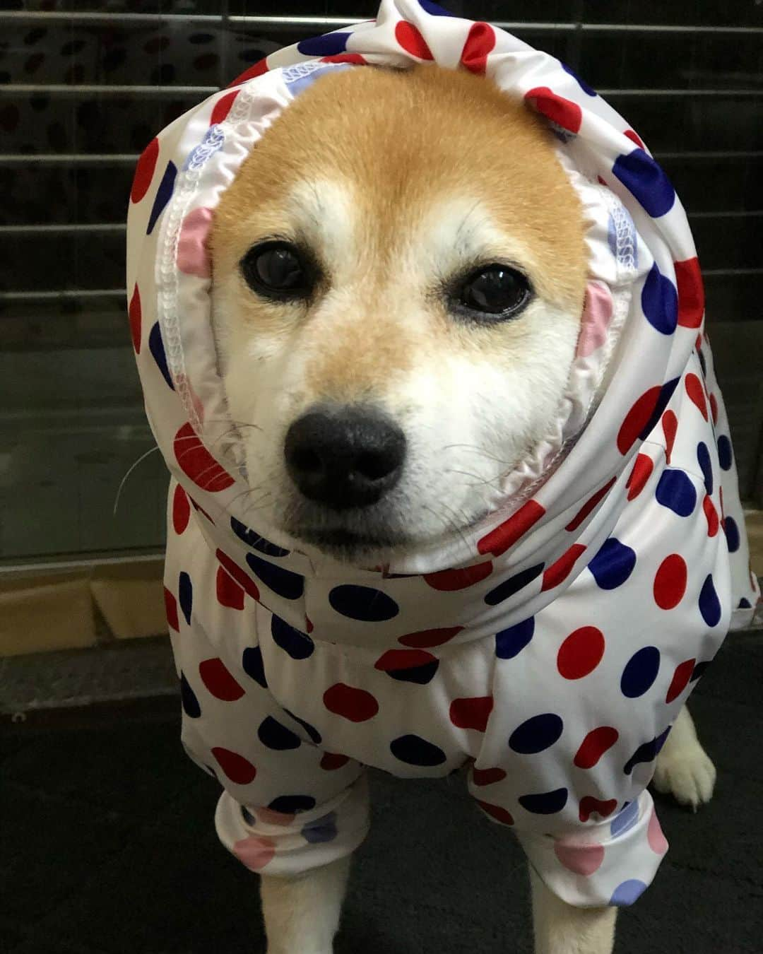 くるみのインスタグラム：「.  久しぶりの雨さんぽ☔️ @verytokyo さんのカッパは 顔もカバーできて完璧なのですが  . . #滲み出るアリクイ感 #アリクイ柴 #散歩にスマホ忘れて #アリクイ感の横向き写真がない #加齢😎」