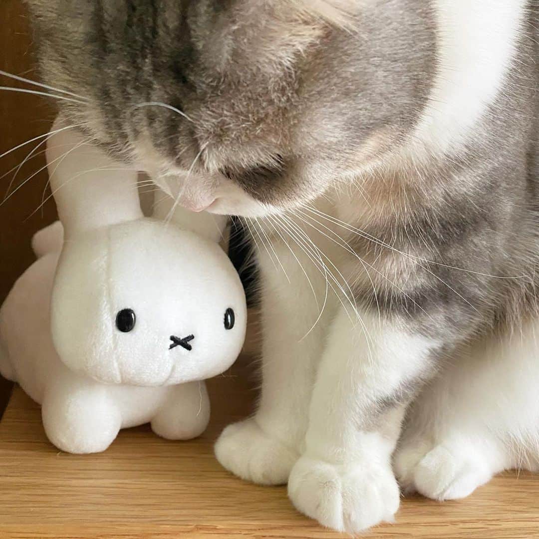 *eri*のインスタグラム：「┈ ☺︎﻿ ﻿ ﻿ こんばんは⋆｡˚✩﻿ ﻿ ﻿ ミッフィーちゃん❤️﻿ 友情出演☺️﻿ ﻿ ﻿ ﻿ 2021.1.24﻿ #猫 #ねこ #スコティッシュフォールド #ネコ #ねこ部 #にゃんこ #スコティッシュ#ニャンコ#ペット#スコ#猫部#cat #Scottishfold#ミッフィー」