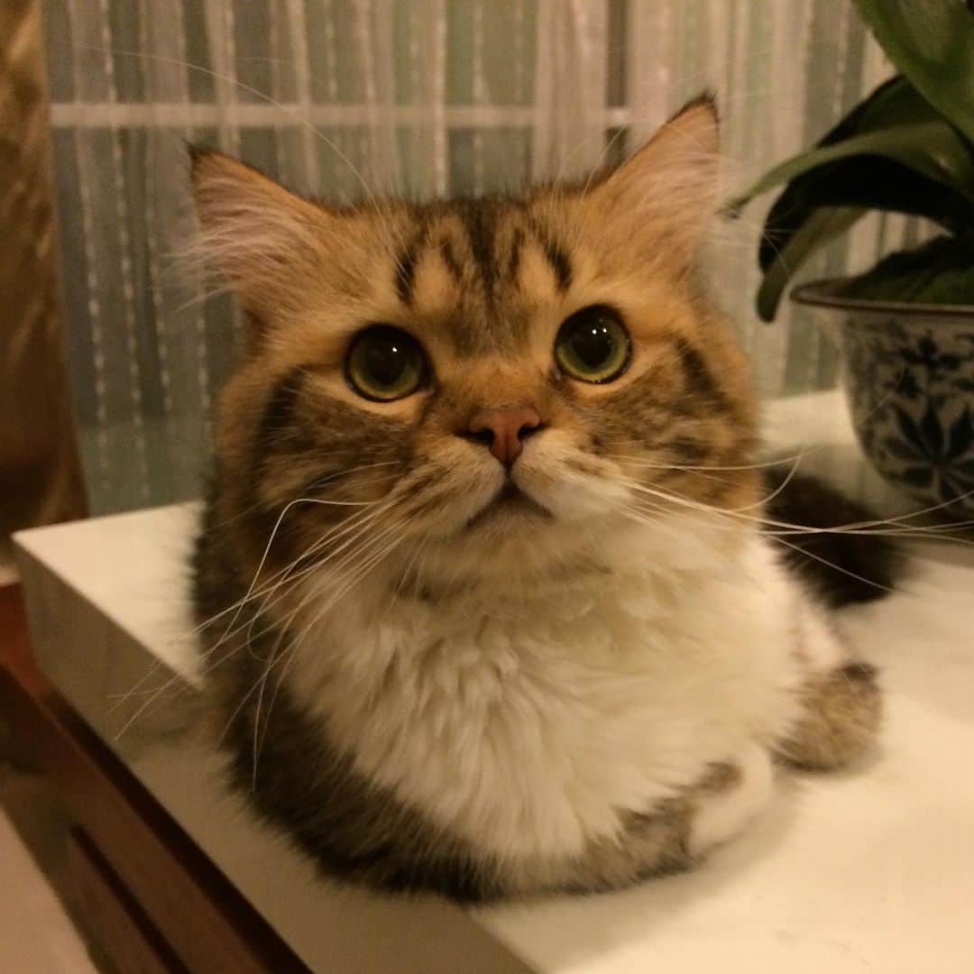 Haruのインスタグラム：「Happy cat happy life อัลฟี่คนเก่ง อ้วนแน้ววว 🙂🙂🙂」
