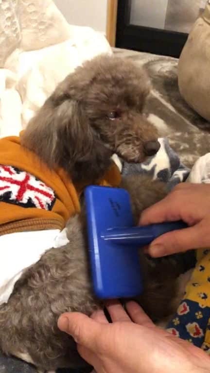 hoshinofumikaのインスタグラム：「毛の伸びる犬種、毎日やってください💓 特に✔️トイプー✔️マルチーズ✔️ヨーキー✔️シュナウザー✔️ポメラニアン✔️シーズー テレビ見ながら、抱っこしながら ゆっくり、あせらずもつれを指で取りながら行ってください😊✨❤️  Thanks @moumouhouse ✂️」