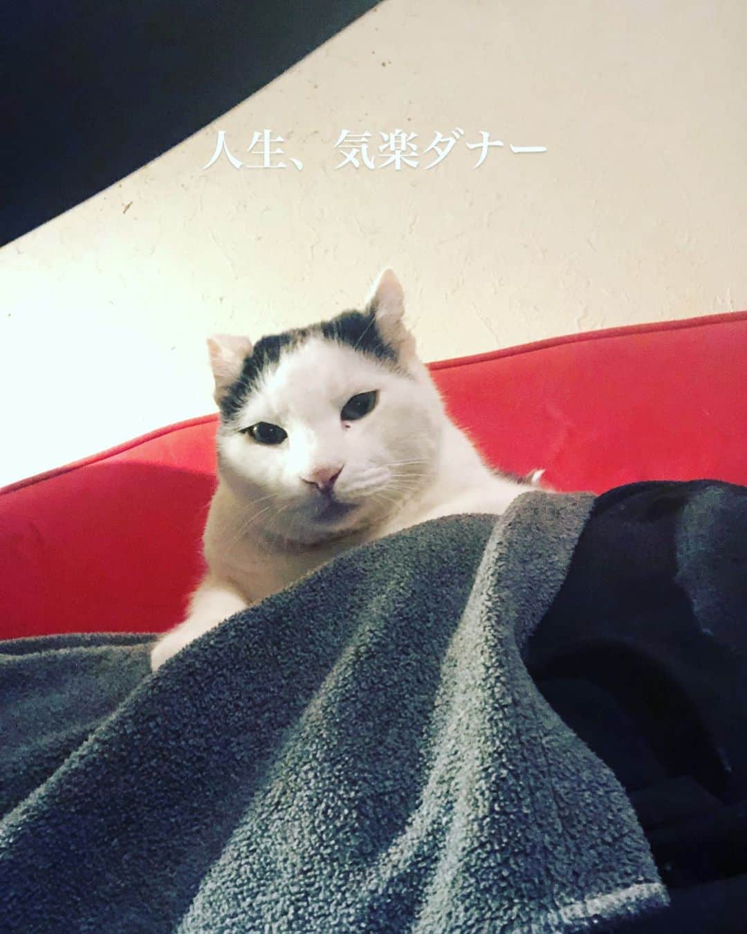 町田康さんのインスタグラム写真 - (町田康Instagram)1月24日 20時28分 - inunekosonota
