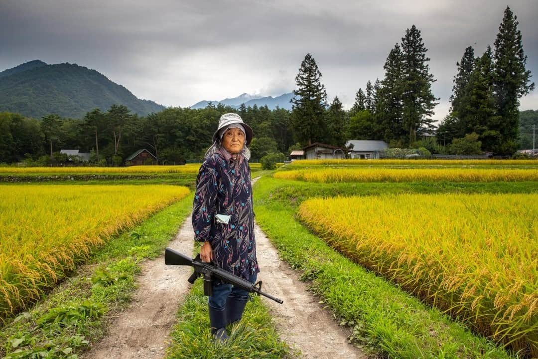 のインスタグラム：「Photo by @jasperdoest / On her family farm in the Nagano Prefecture, 77-year-old Tazue Uchiyama defends against daily monkey foraging raids with a semiautomatic airgun. Several monkey troops inhabit the surrounding mountains, but over the last 15 years there has been a steady increase in the number of monkeys that come down to raid crops. “They come here multiple times per week. Several monkeys have even managed to come inside my house and left a lot of damage. Tourists feed them near the hotel, nearby. I don’t like that. They are no longer afraid of humans,” says Uchiyama-san. The macaques have been officially protected from hunting in Japan since 1947. Meanwhile the monkeys have learned that air rifles can't do them any harm, leaving many farmers in Japan’s rural communities in despair. Follow @jasperdoest to learn more about the human-wildlife relationship. #humanwildlifeconflict #Japan #japanesemacaques #日本  Check out Nat Geo's link in bio for more on this story.」