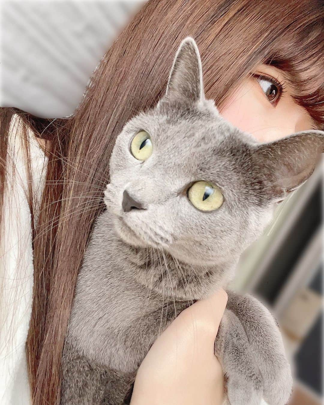 月愛きららさんのインスタグラム写真 - (月愛きららInstagram)「みるくにゃん^._.^♡  #猫 #名前は #みるく #おんなのこ」1月24日 20時41分 - kiraten___