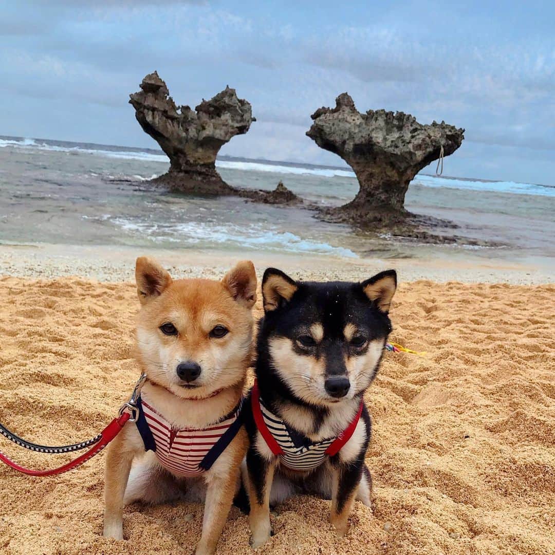 豆柴なつ&ふゆのインスタグラム