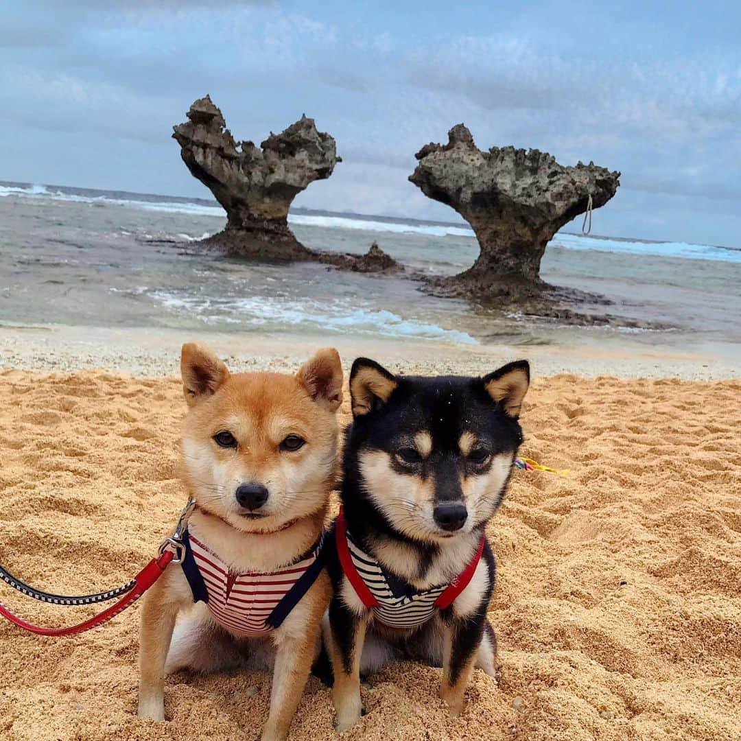 豆柴なつ&ふゆさんのインスタグラム写真 - (豆柴なつ&ふゆInstagram)「Memories of Okinawa😊❤️ #tbt コロナで旅行に行けないので過去picで日本一周😊❤️  #2017年 #沖縄#ハートロック  #思い出#memory  #柴犬#shiba #shibainu #shibagram #shibamania #shibalovers #豆柴#shibalife #shibasofinstagram #CuteDogs #柴犬マニア #dogsofinstagram #dogoftheday #instadog #instashiba #instapet #いぬら部 #ふわもこ部  #しばいぬ#犬バカ部 #shiba_snap #pecoいぬ部 #🐕📷#かわいい」1月24日 21時25分 - mameshiba.natsuinu56