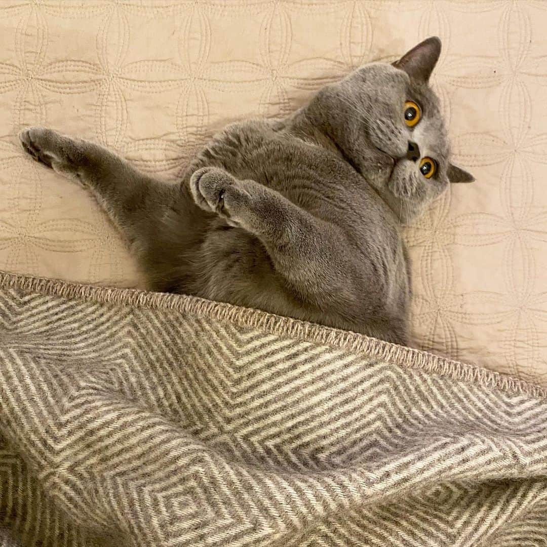 tomonashiのインスタグラム：「☺︎ stayhome おうちでダラダラ . #stayhome #ステイホーム  #britishshorthair  #ブリティッシュショートヘア」