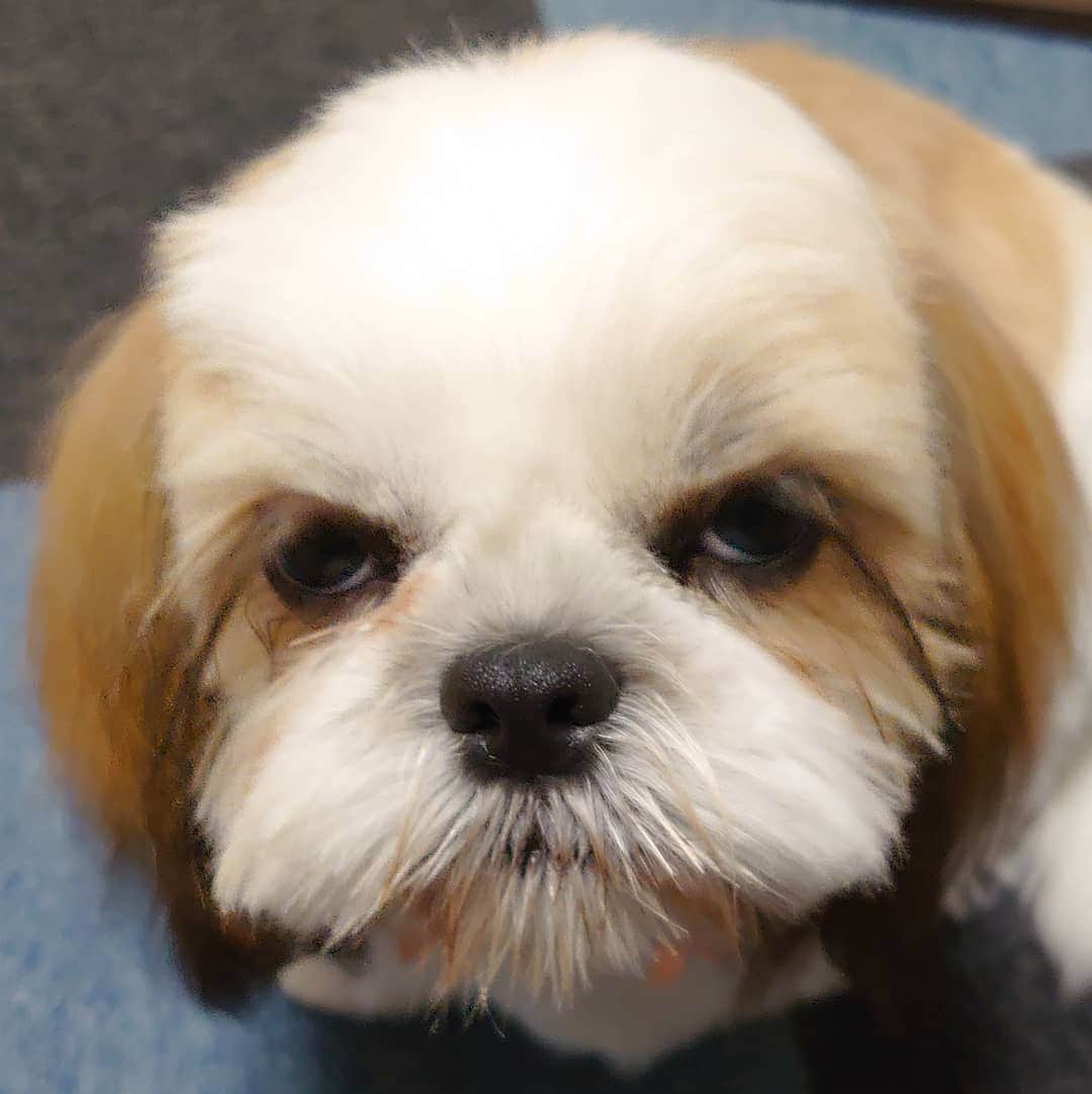 Kukkaのインスタグラム：「#飼い主に言われて傷ついた一言 「ジェネリックッカさん」って言われてムカついたシエちん。」