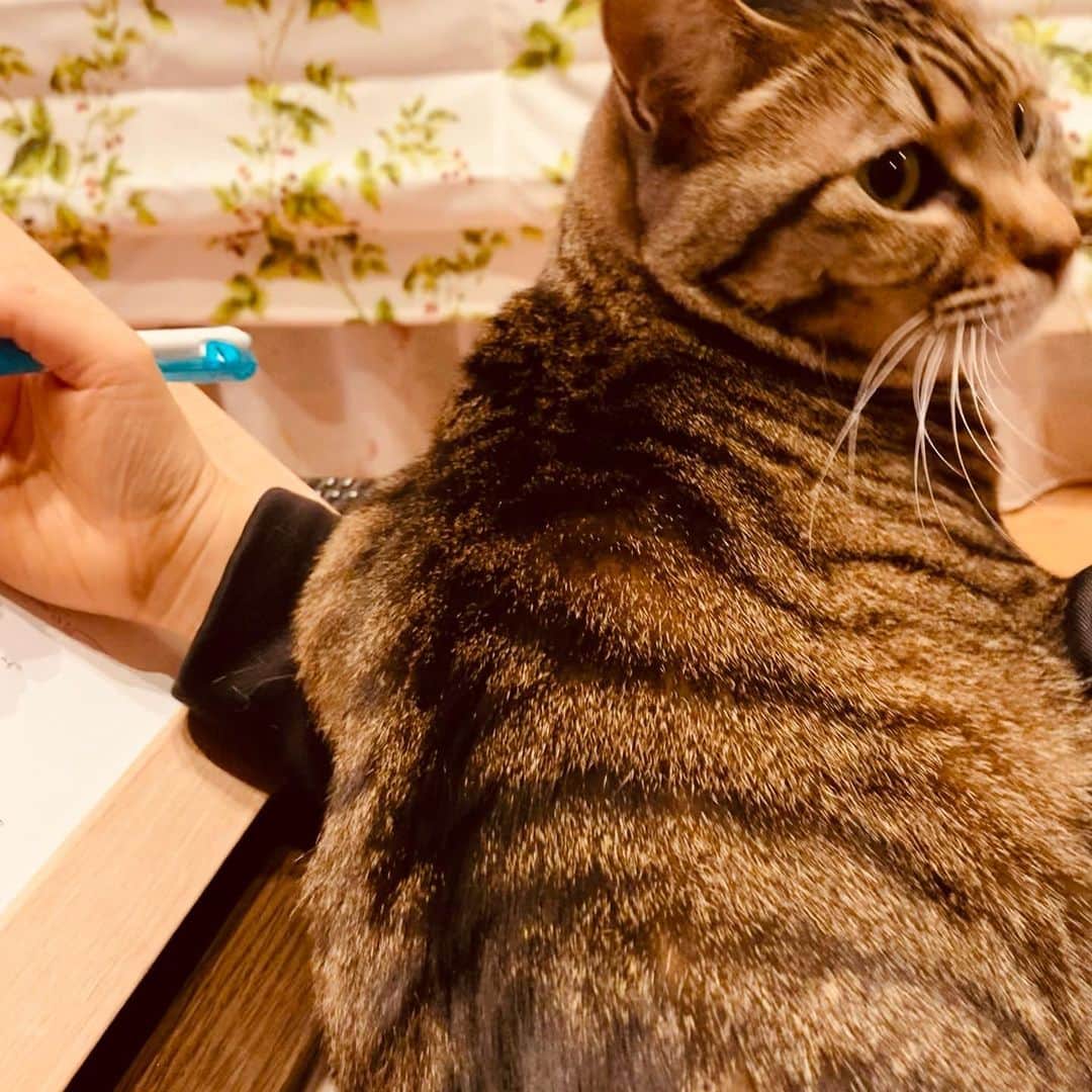 のインスタグラム：「手乗りネコ🐱 右手がプルプルしてお勉強出来まセン😅  #可愛いから許すけどね」
