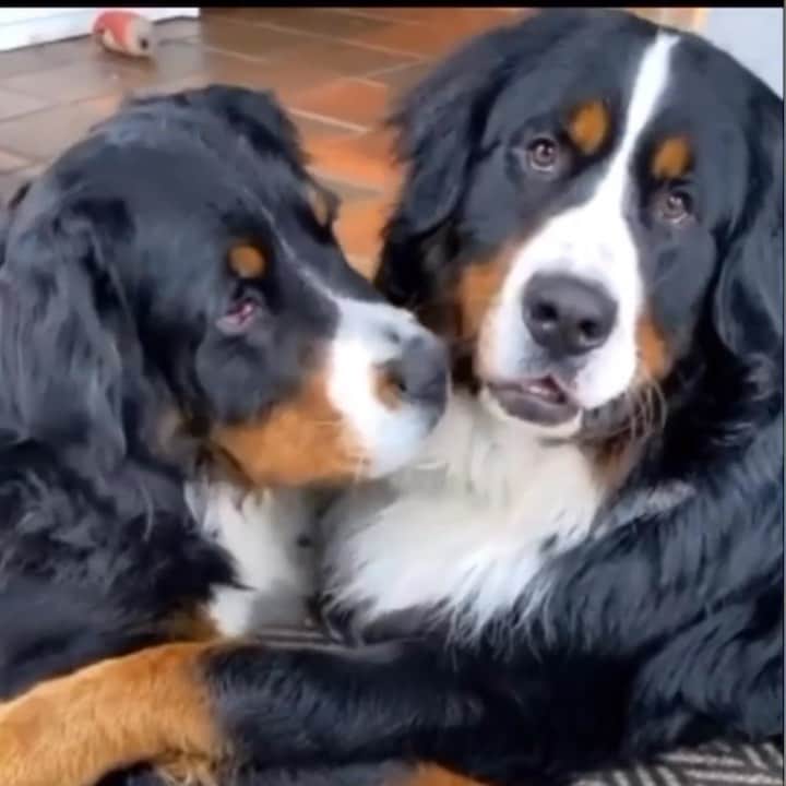 DogsOf Instagramのインスタグラム：「Kicking off our Breed Feature series with the Bernese Mountain Dog! As their name suggests, Bernese Mountain Dogs hail from the mountains of Bern, Switzerland.   Thanks to their muscular builds and impressive strength, the dogs drove cattle and guarded farms, patrolling rugged terrain across expansive swaths of land. Bernese Mountain Dogs are perhaps best known as a drafting breed, able to pull carts filled with heavy loads.  Their reputation as excellent working dogs captured the interest of a farmer in Kansas who is credited with bringing the breed to the United States. He imported two Bernese Mountain Dogs to work on his farm and the breed was an instant hit. The American Kennel Club recognized the breed in 1937.   Fun fact! Swiss farmers sometimes referred to Bernese dogs as “Cheese Dogs” because they would be responsible for pulling carts of dairy products like milk and cheese.   Want more fun facts about Bernese Mountain Dogs? Head to the link in our bio to read @great_pet_care article & learn all about these sweet, energetic, and lovable dogs!   Want to see your dog’s breeds featured? Let us know through the submission form in our link in bio!   📸: @mack_the_berner  📸: @exploring.brothers  📸: @bernerbearolaf  📸: @sully.theberner  📸: @be_bi_na  📸: @kodinha_oficial  📸: @bigmacbernie  🎼: @kidfrancescoli 🌝   #dogsofinstagram #breedfeature #bernesemountaindog #bernesemountaindogsofinstagram #bernersofinstagram」