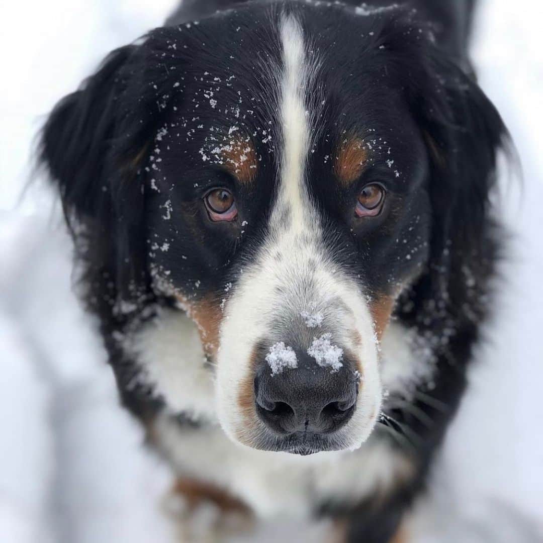 DogsOf Instagramさんのインスタグラム写真 - (DogsOf InstagramInstagram)「Kicking off our Breed Feature series with the Bernese Mountain Dog! As their name suggests, Bernese Mountain Dogs hail from the mountains of Bern, Switzerland.   Thanks to their muscular builds and impressive strength, the dogs drove cattle and guarded farms, patrolling rugged terrain across expansive swaths of land. Bernese Mountain Dogs are perhaps best known as a drafting breed, able to pull carts filled with heavy loads.  Their reputation as excellent working dogs captured the interest of a farmer in Kansas who is credited with bringing the breed to the United States. He imported two Bernese Mountain Dogs to work on his farm and the breed was an instant hit. The American Kennel Club recognized the breed in 1937.   Fun fact! Swiss farmers sometimes referred to Bernese dogs as “Cheese Dogs” because they would be responsible for pulling carts of dairy products like milk and cheese.   Want more fun facts about Bernese Mountain Dogs? Head to the link in our bio to read @great_pet_care article & learn all about these sweet, energetic, and lovable dogs!   Want to see your dog’s breeds featured? Let us know through the submission form in our link in bio!   📸: @mack_the_berner  📸: @exploring.brothers  📸: @bernerbearolaf  📸: @sully.theberner  📸: @be_bi_na  📸: @kodinha_oficial  📸: @bigmacbernie  🎼: @kidfrancescoli 🌝   #dogsofinstagram #breedfeature #bernesemountaindog #bernesemountaindogsofinstagram #bernersofinstagram」1月25日 3時15分 - dogsofinstagram