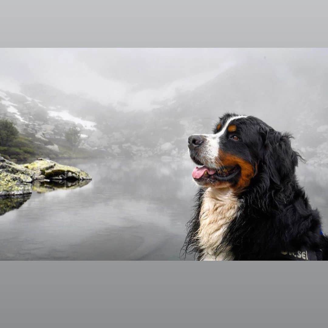 DogsOf Instagramさんのインスタグラム写真 - (DogsOf InstagramInstagram)「Kicking off our Breed Feature series with the Bernese Mountain Dog! As their name suggests, Bernese Mountain Dogs hail from the mountains of Bern, Switzerland.   Thanks to their muscular builds and impressive strength, the dogs drove cattle and guarded farms, patrolling rugged terrain across expansive swaths of land. Bernese Mountain Dogs are perhaps best known as a drafting breed, able to pull carts filled with heavy loads.  Their reputation as excellent working dogs captured the interest of a farmer in Kansas who is credited with bringing the breed to the United States. He imported two Bernese Mountain Dogs to work on his farm and the breed was an instant hit. The American Kennel Club recognized the breed in 1937.   Fun fact! Swiss farmers sometimes referred to Bernese dogs as “Cheese Dogs” because they would be responsible for pulling carts of dairy products like milk and cheese.   Want more fun facts about Bernese Mountain Dogs? Head to the link in our bio to read @great_pet_care article & learn all about these sweet, energetic, and lovable dogs!   Want to see your dog’s breeds featured? Let us know through the submission form in our link in bio!   📸: @mack_the_berner  📸: @exploring.brothers  📸: @bernerbearolaf  📸: @sully.theberner  📸: @be_bi_na  📸: @kodinha_oficial  📸: @bigmacbernie  🎼: @kidfrancescoli 🌝   #dogsofinstagram #breedfeature #bernesemountaindog #bernesemountaindogsofinstagram #bernersofinstagram」1月25日 3時15分 - dogsofinstagram