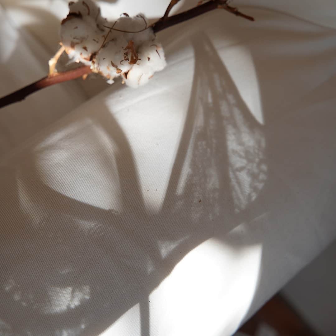 レジャビーのインスタグラム：「Une ombre délicate, comme une caresse sur la peau - A delicate shadow, like a caress on the skin  #maisonlejaby #lingerie #underwear #shadow #artsy #dentelle」