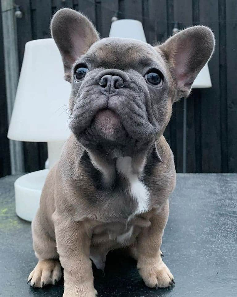 French Bulldogのインスタグラム