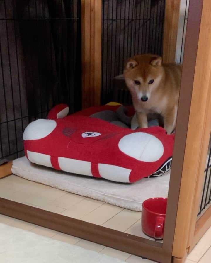 豆柴 サニーちゃんのインスタグラム