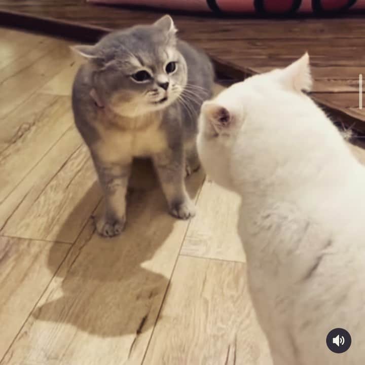 フィオナ・シットのインスタグラム：「I AM TELLING YOU  bla bla bla bla bla , DO YOU UNDERSTAND! 🤣 當我很想別人明白我的時候」