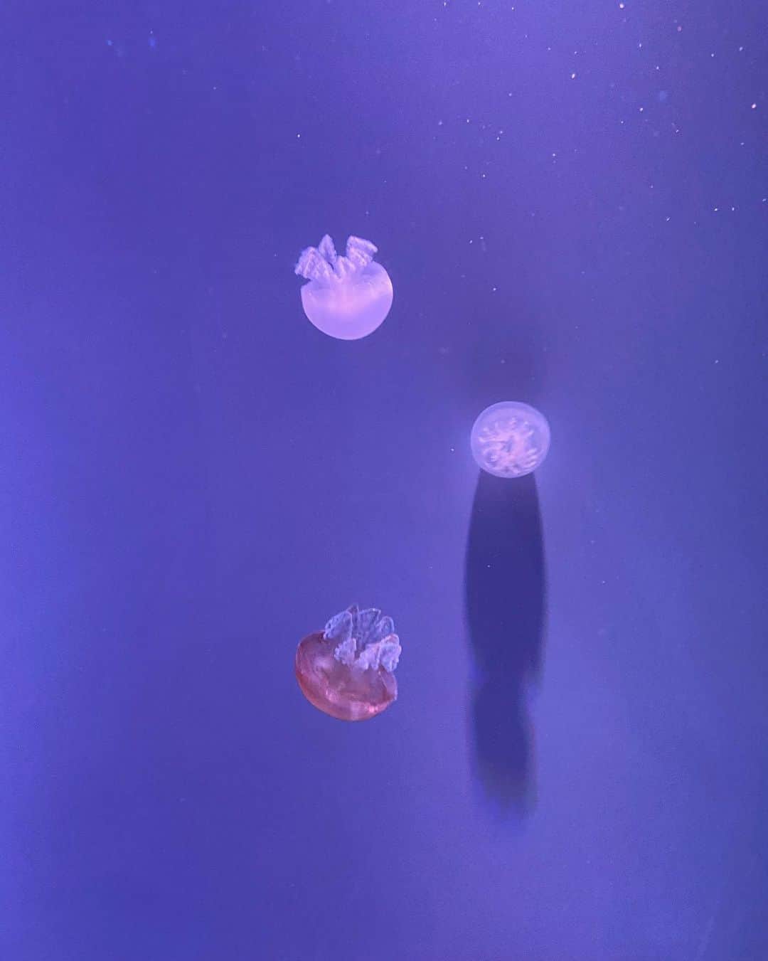 唯月ふうかさんのインスタグラム写真 - (唯月ふうかInstagram)「あー、クラゲに会いたい。 クラゲに会うと、心が癒される（:]ミ  #クラゲ #心のオアシス #水族館 #行きたい 🐟」1月24日 22時47分 - fuka_yuduki
