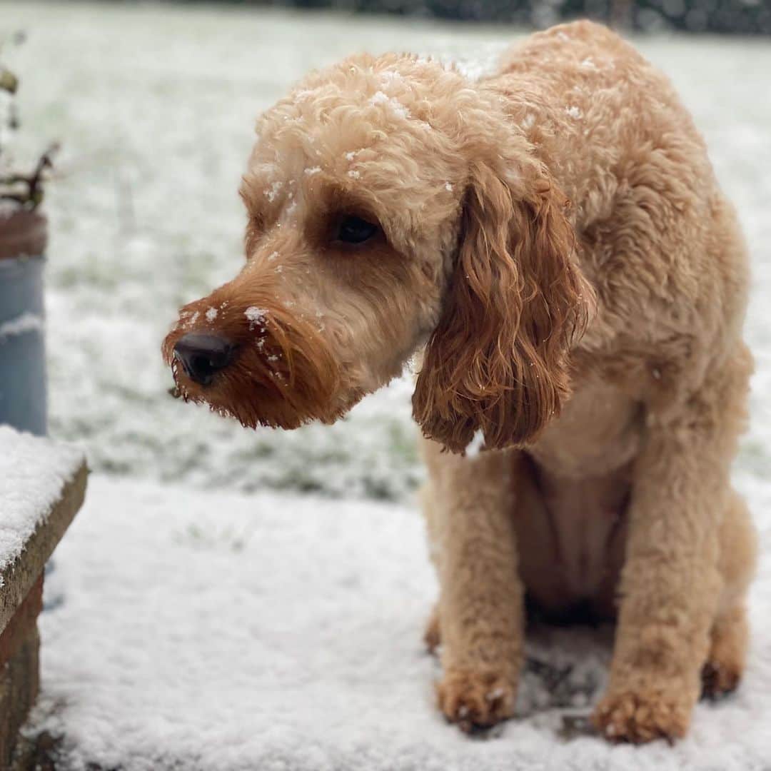 ラミン・カリムルーさんのインスタグラム写真 - (ラミン・カリムルーInstagram)「Snow + Keeva = cute AF. @keevatheirishdoodle #dog #pet #snow #cute」1月24日 22時40分 - raminkarimloo