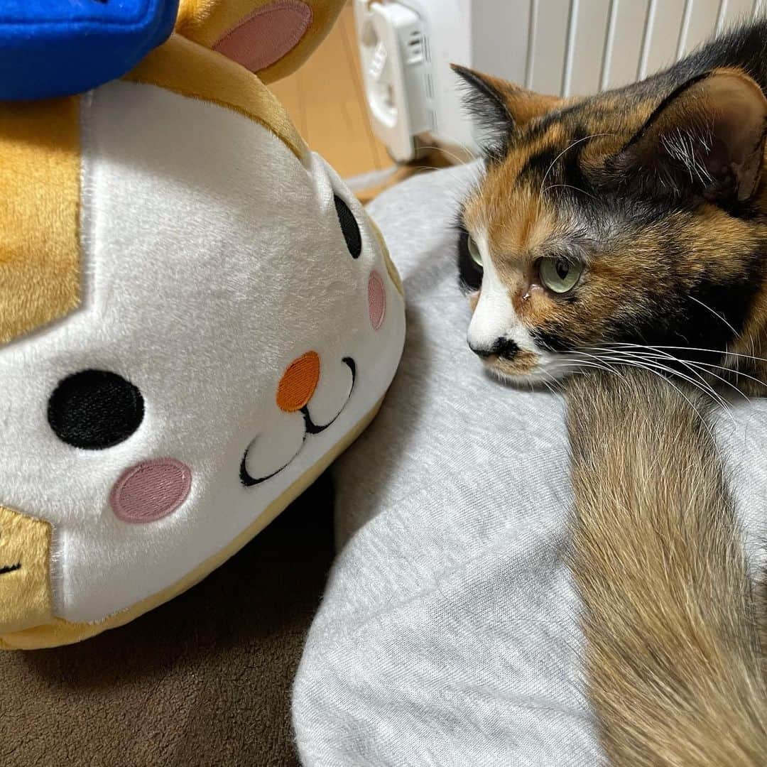 小森高博のインスタグラム：「ベイたぬき抱き枕。しまむら通販限定品。」