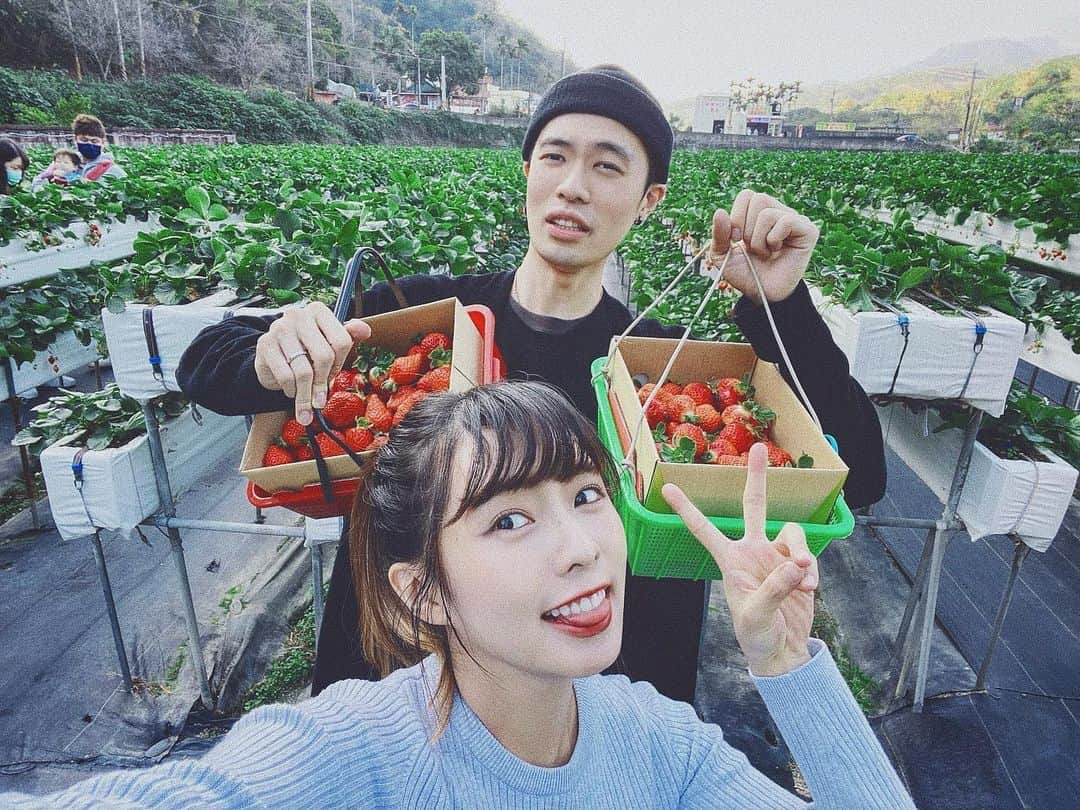 Dewi Chienのインスタグラム：「🐝 賴先生：欸～有蜜蜂～～～ 我：沒關係啦！（拍完看到照片狂笑🤣 - #長大後採草莓初體驗#好吃又好玩#謝謝大家的陪伴」