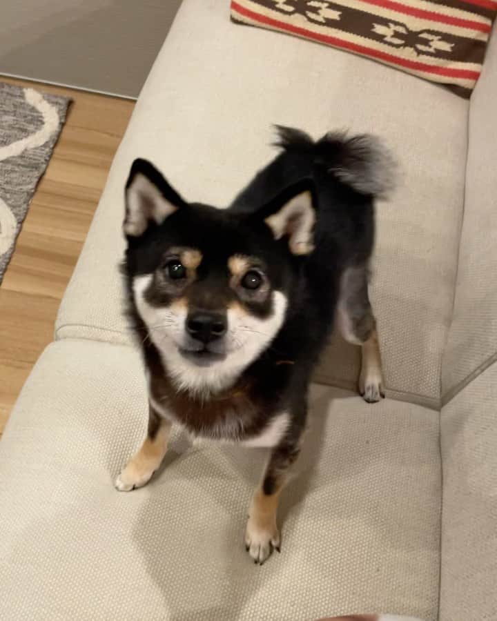 まめ丸のインスタグラム：「* * おやつ🍪がもう1個ほしくて なんかおしゃべりしてるぼく🐶💓 * 『料理中の飼い主をどうしても遊びに誘い出したいまめ丸』 『小顔ローラーつかってみた』 の動画のせたよー🐶💓 公式LINEアカウントお友達追加してね🍀 →  https://lin.ee/gWZ6JBE （ストーリーからもいけるよ） * one more please🍪🐶💓 （New video is up❣️Go watch my LINE channel and Please add me as a LINE friend🐶❣️） * #つめきりがんばっておねえさんにもらった #フリーズドライの砂肝 #すき * #柴犬#豆柴#柴#黒柴#犬#shiba#shibainu#shibastagram#shibadog#shibe#puppy#instadog#dogstagram#dog#pet#petstagram#adorable#kawaii#cute#cutedog#worldofcutepets#dailyfluff#weeklyfluff#happynewyear#LINE#LINE公式アカウント#まめ丸おやつまち」