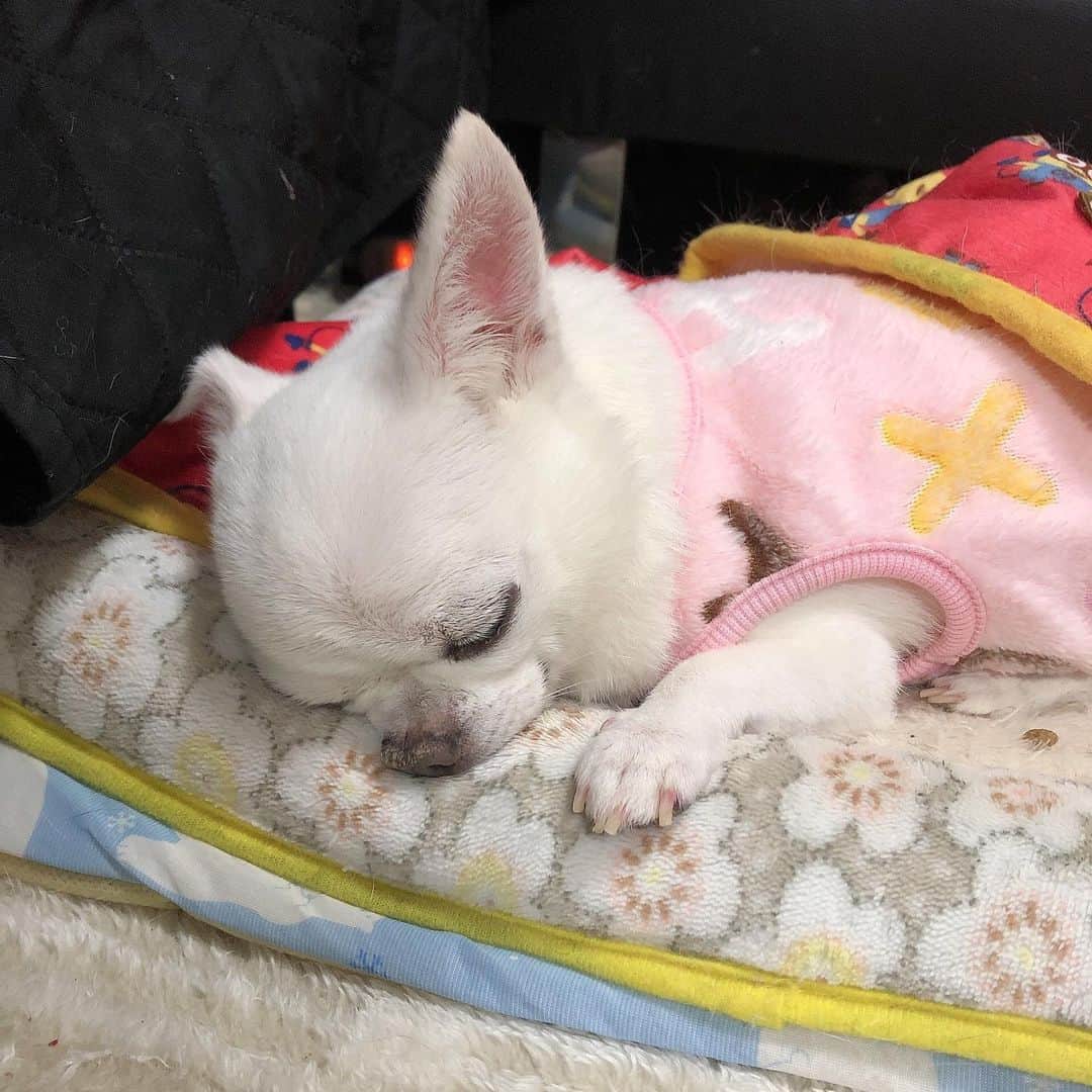 Soweluのインスタグラム：「Good Night🌙  Sweet Dreams.. ・ ・ #ベリーちゃん #おばあちゃん犬 #長生きしてね  #loveyou」