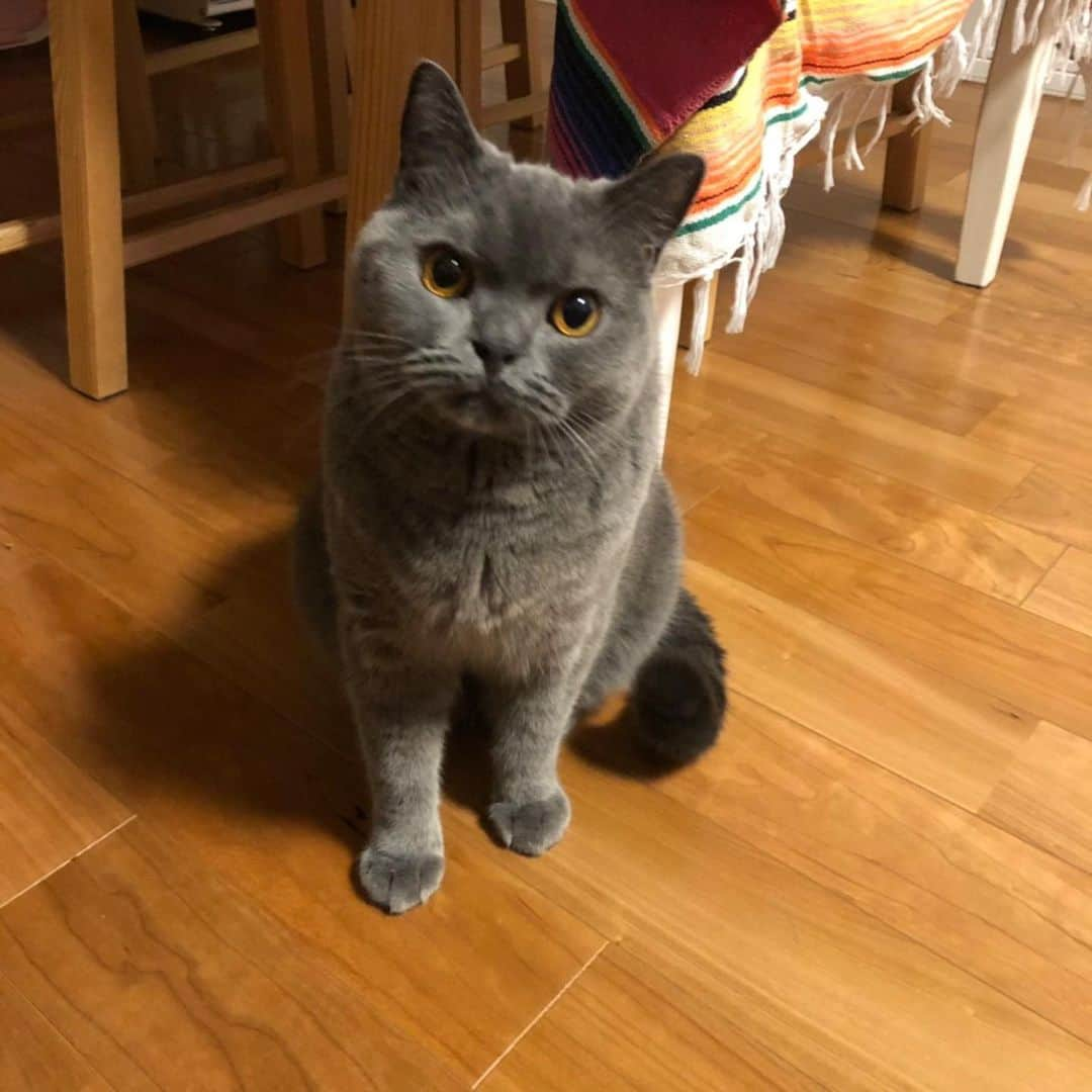 高橋裕二郎のインスタグラム：「#ブリティッシュショートヘア #britishshorthair  #3才 #♂」