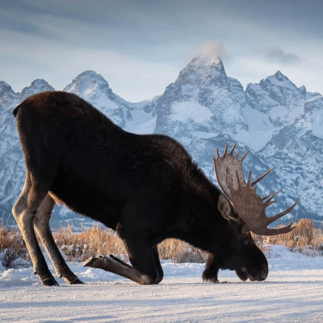 アメリカ内務省さんのインスタグラム写真 - (アメリカ内務省Instagram)「Sunday salutations! Hot yoga is so last summer, now cold yoga is all the rave. Public lands like Grand Teton National Park, #Wyoming are a great place to get outside and practice your downward dog, or downward moose if you prefer! Photo of (@GrandTetonNPS) courtesy of Isaac Spotts (@isaacspicz).」1月25日 0時00分 - usinterior