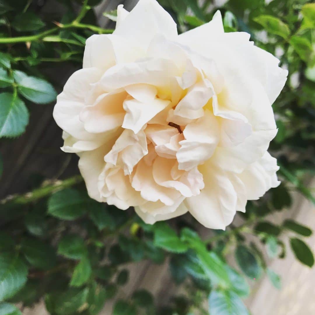 原幹恵のインスタグラム：「私の好きな薔薇✨  今年もたくさん咲くといいな〜  #rose #薔薇 #garden」