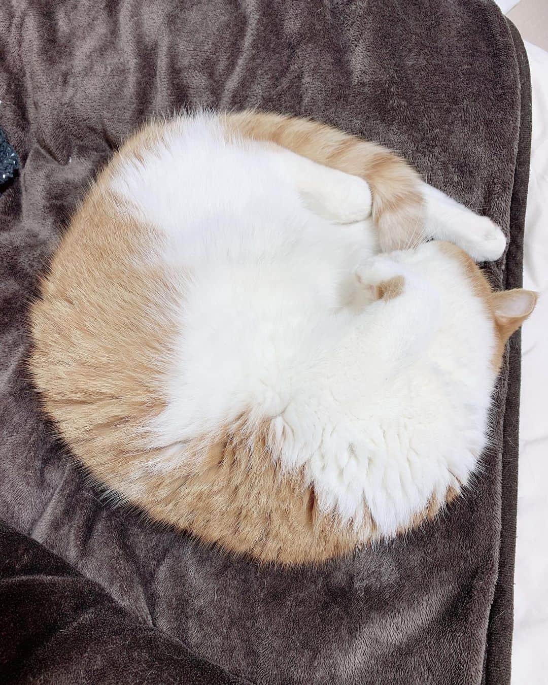 桜 稲垣早希のインスタグラム：「今日、カシウスが限りなく丸かったです😽こう言う日はなんかいい事ありそう❤️ #ほぼ円 #猫はコタツで丸くなり方もそれぞれ #エキゾチックショートヘア」