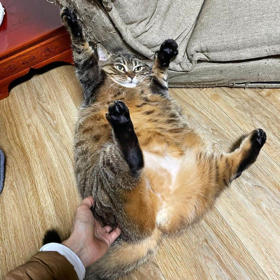 のインスタグラム：「Hooray ⠀ ⠀ 📷@bo_mang_co ⠀ ⠀ #meowed #bomangco #🇰🇷 #CHONK #CHONKY」