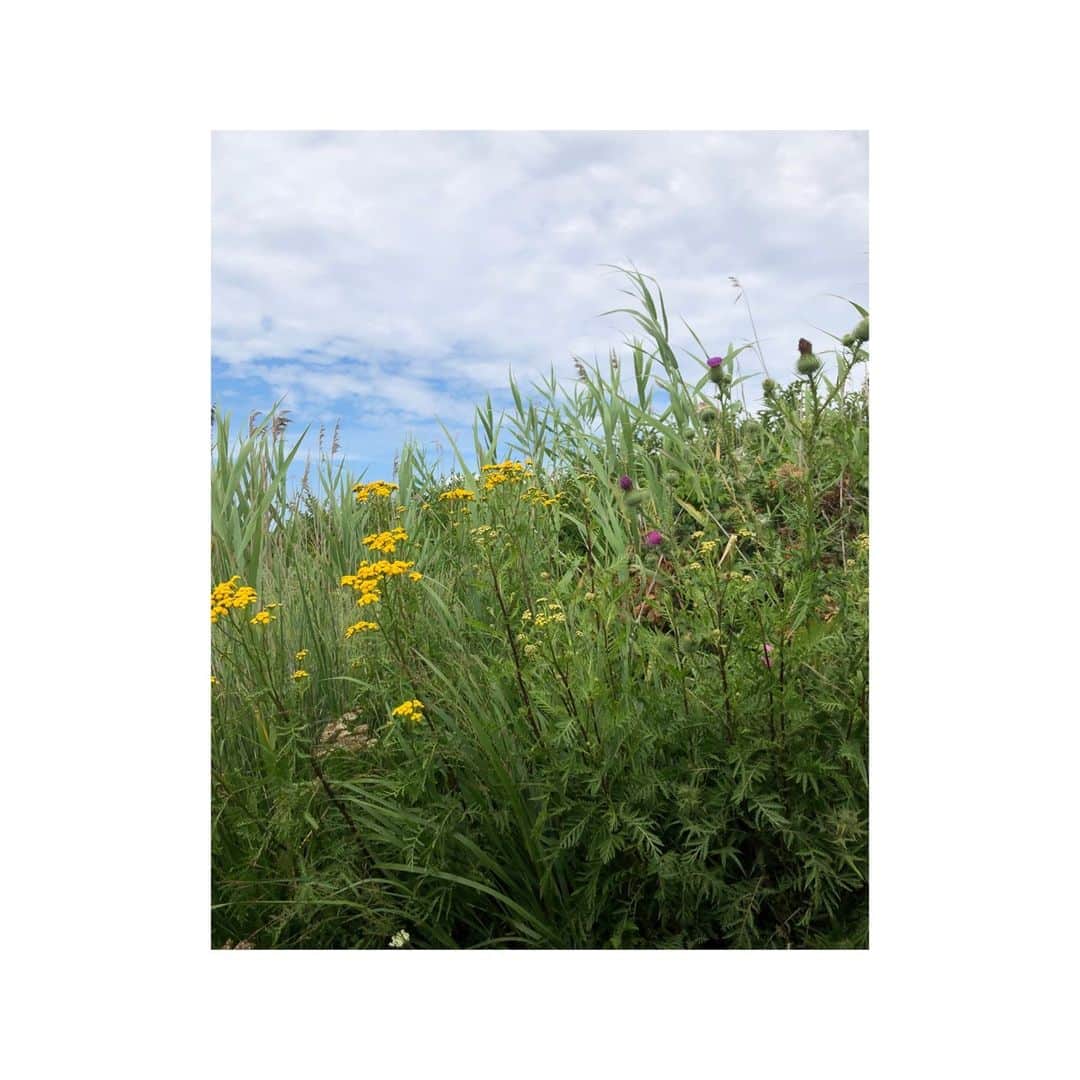 マッタのインスタグラム：「Coastal wildflowers 🌼」