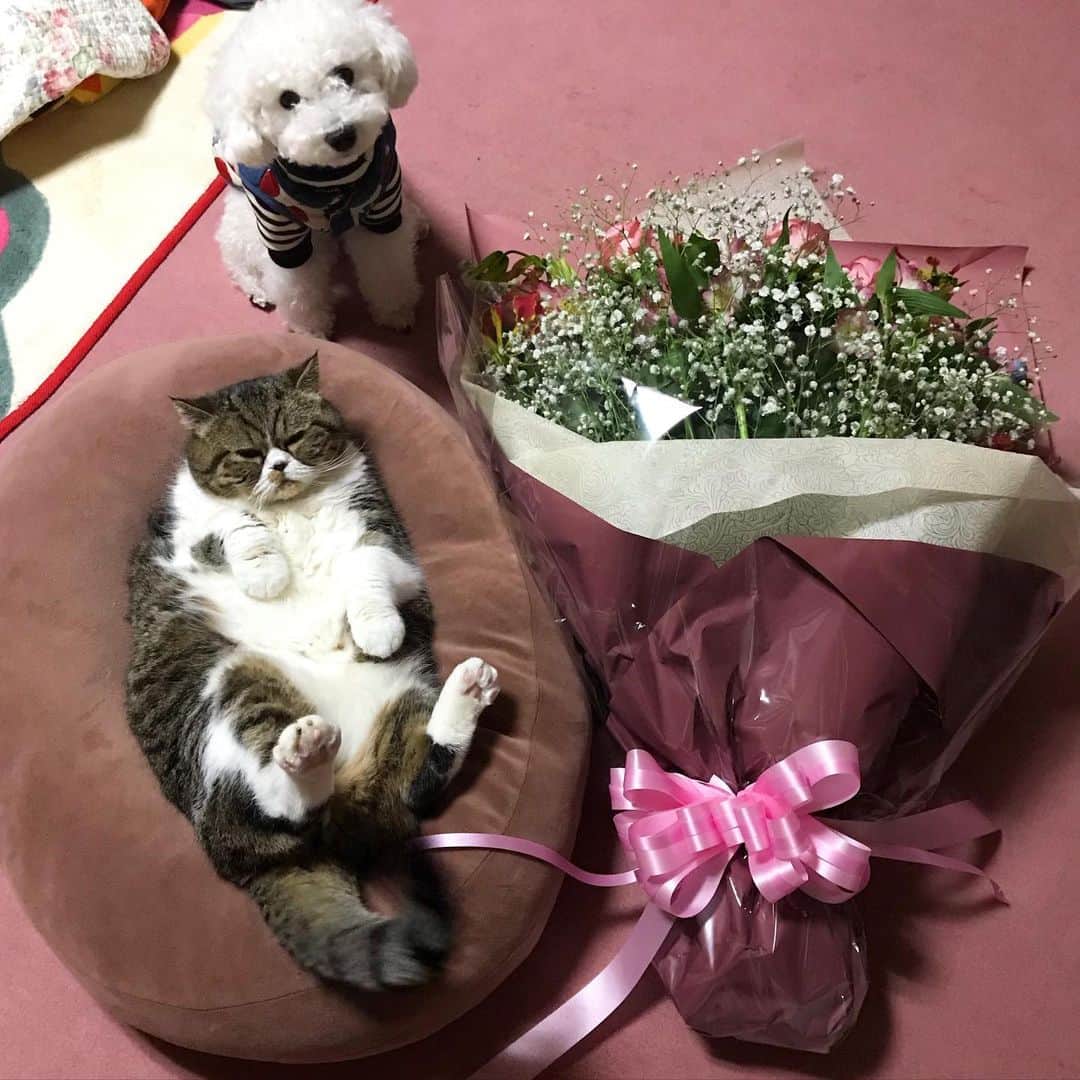 Izumi Kanno??のインスタグラム：「☮️ 皆さんありがとうございます❤️ 愛してます😆😆😆 * Thank you for your thoughtful gift 🎁I’m 超 happy 💕💕💕 ＊ ＊ ＊」