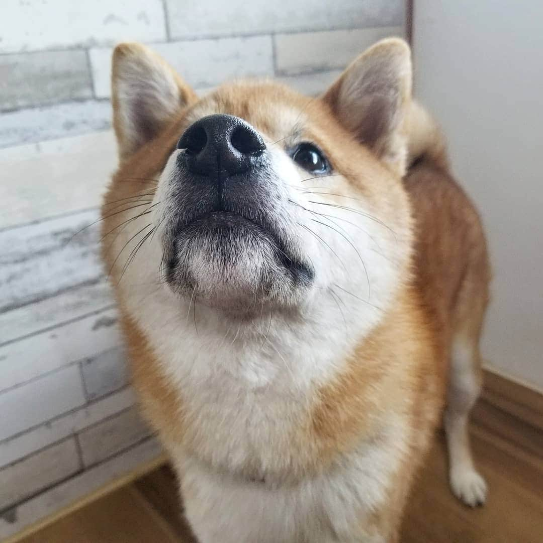 柴犬たま Shibainu Tamaのインスタグラム