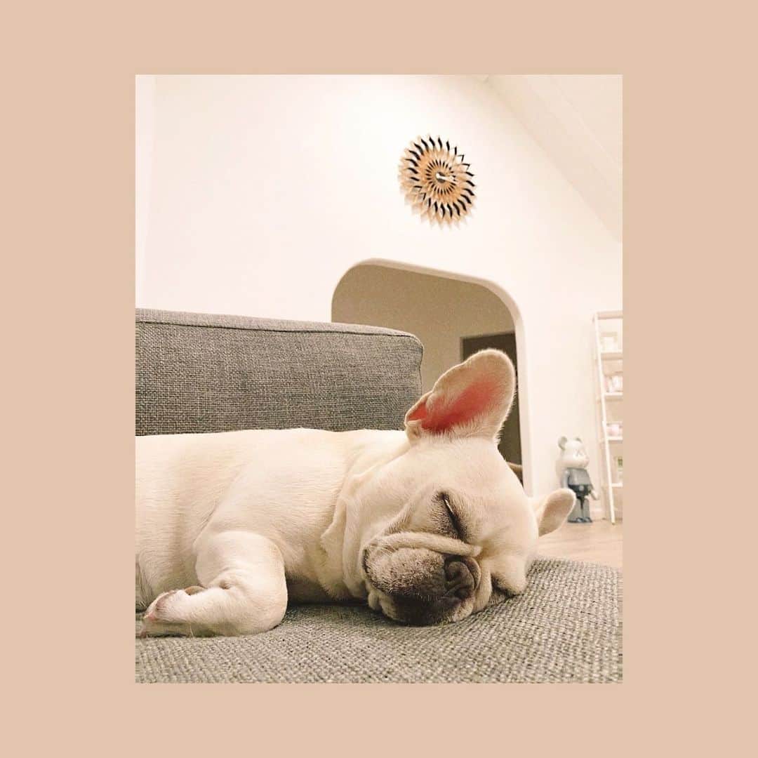 パク・ウンジのインスタグラム：「🐶잘 때 더 예쁜 빵순이에요  “이모들 월요일 힘내세요!” @sooni_bbang 하고 다시 자네요 🤣」