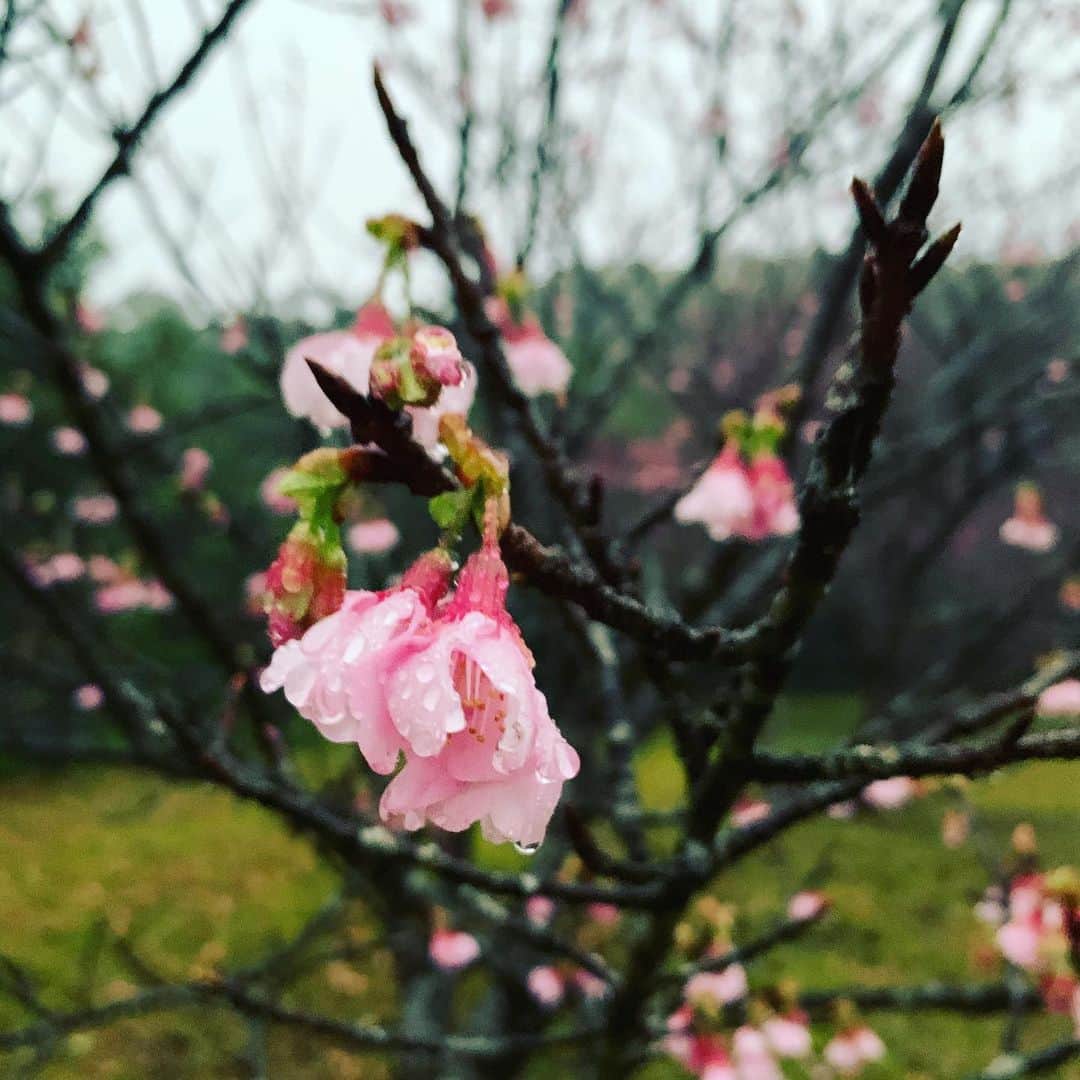 元ちとせさんのインスタグラム写真 - (元ちとせInstagram)「桜が咲きはじめました🌸。 ステキな１週間をお過ごし下さいませ。  #桜咲く #奄美大島」1月25日 11時05分 - hajimechitose.official