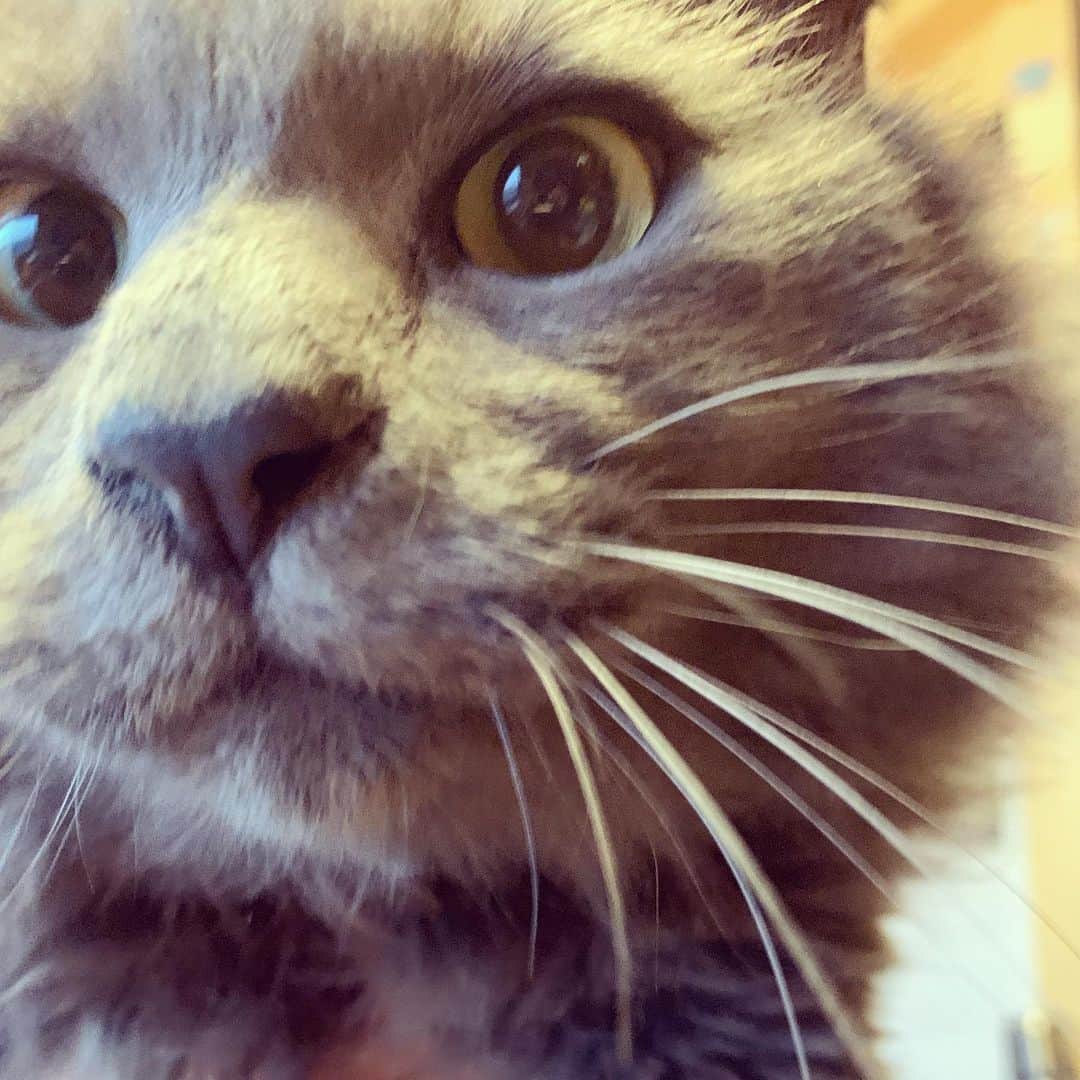 滝瀬世莉のインスタグラム：「Tiarra🐈❤️  #男の子猫#ねこすたぐらむ」