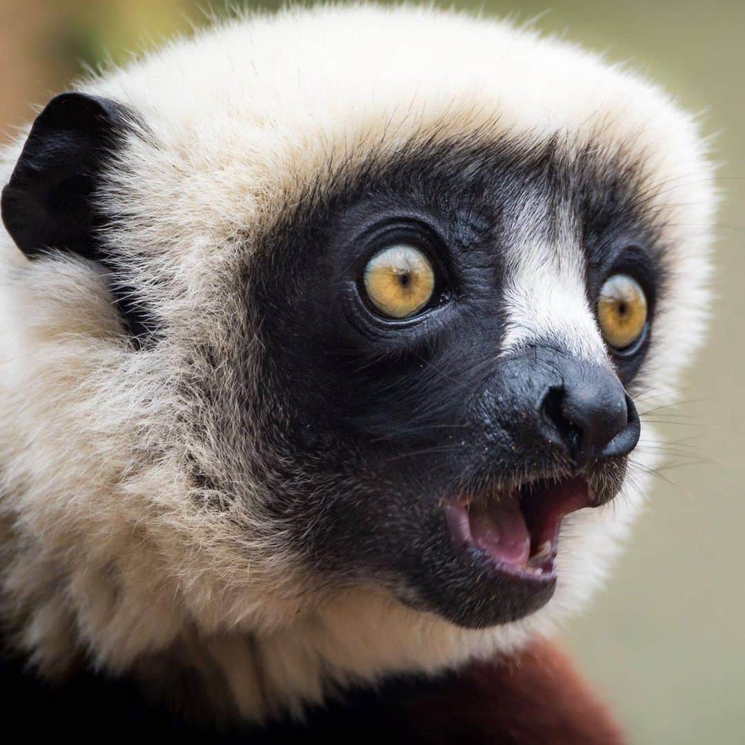 アメリカ自然史博物館のインスタグラム：「Oh no! Can you believe tomorrow is already Monday? Meet Coquerel's sifaka (Propithecus coquereli). It inhabits deciduous forests in Madagascar, where it lives in groups of up to 10 individuals. This primate is mainly arboreal, with leaves making up the majority of its diet; its teeth are specialized for grinding plant matter. Its name comes from the “shif-auk” sound it makes when making its way through the treetop. Photo: Wade Tregaskis, CC BY-NC 2.0, flickr」
