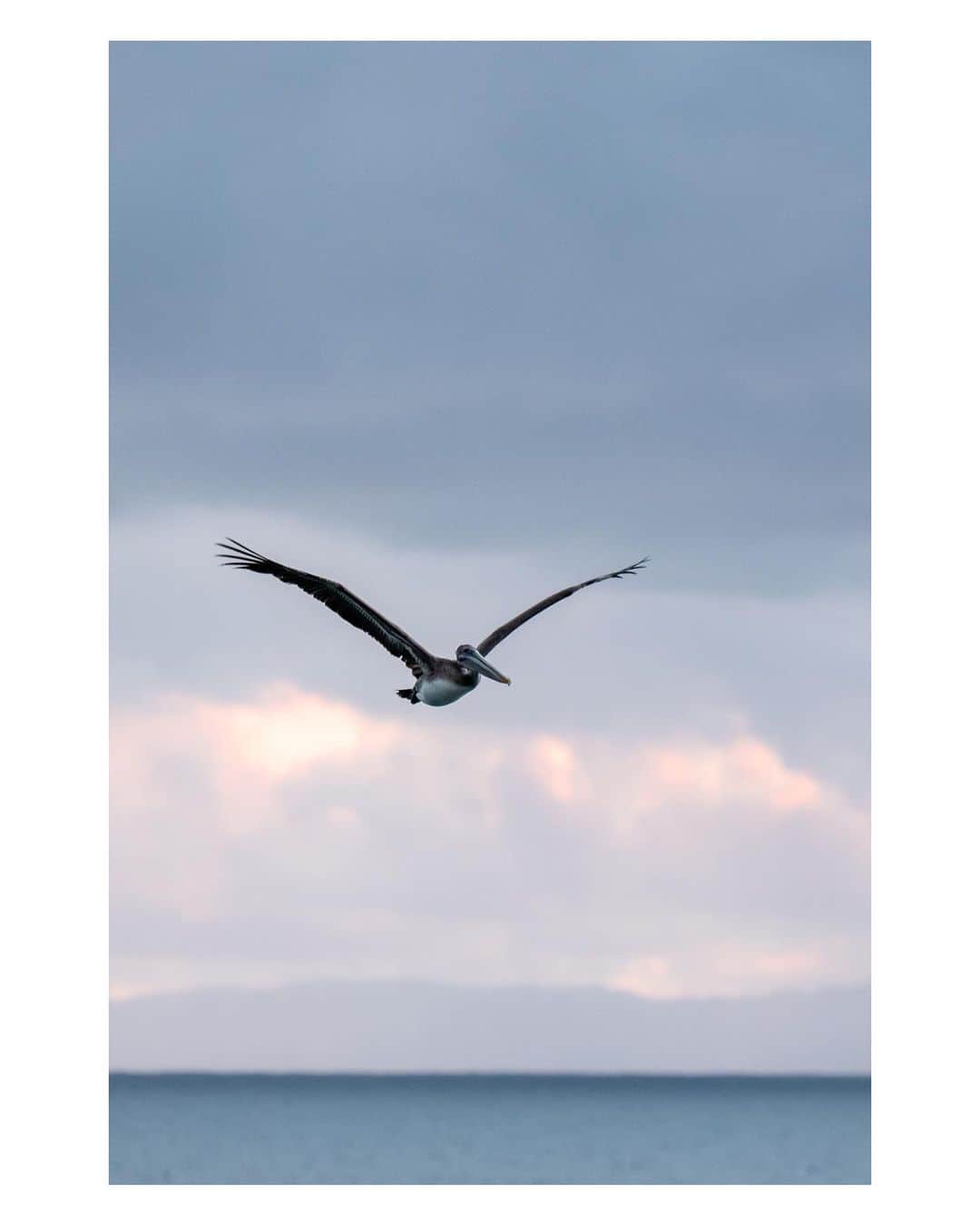 Pete Halvorsenさんのインスタグラム写真 - (Pete HalvorsenInstagram)「takes photo of bird...changes bio to nature photographer.  A few images from the last 24 hours.  1. Petros the Pelican 2. - 4. - Light finds a way 5. - 7 - Fire Ships Cometh.  8. Thrown’ Spray 9. Air Traffic Control 10. Over/Under  Leica CL / SL / Q2」1月25日 3時41分 - petehalvorsen